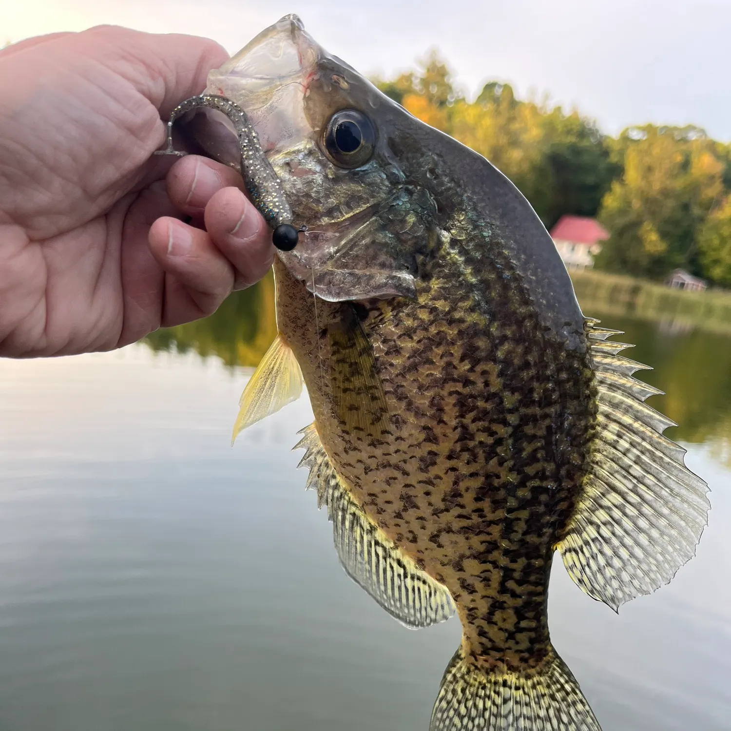 Black crappie caught on Fishbrain