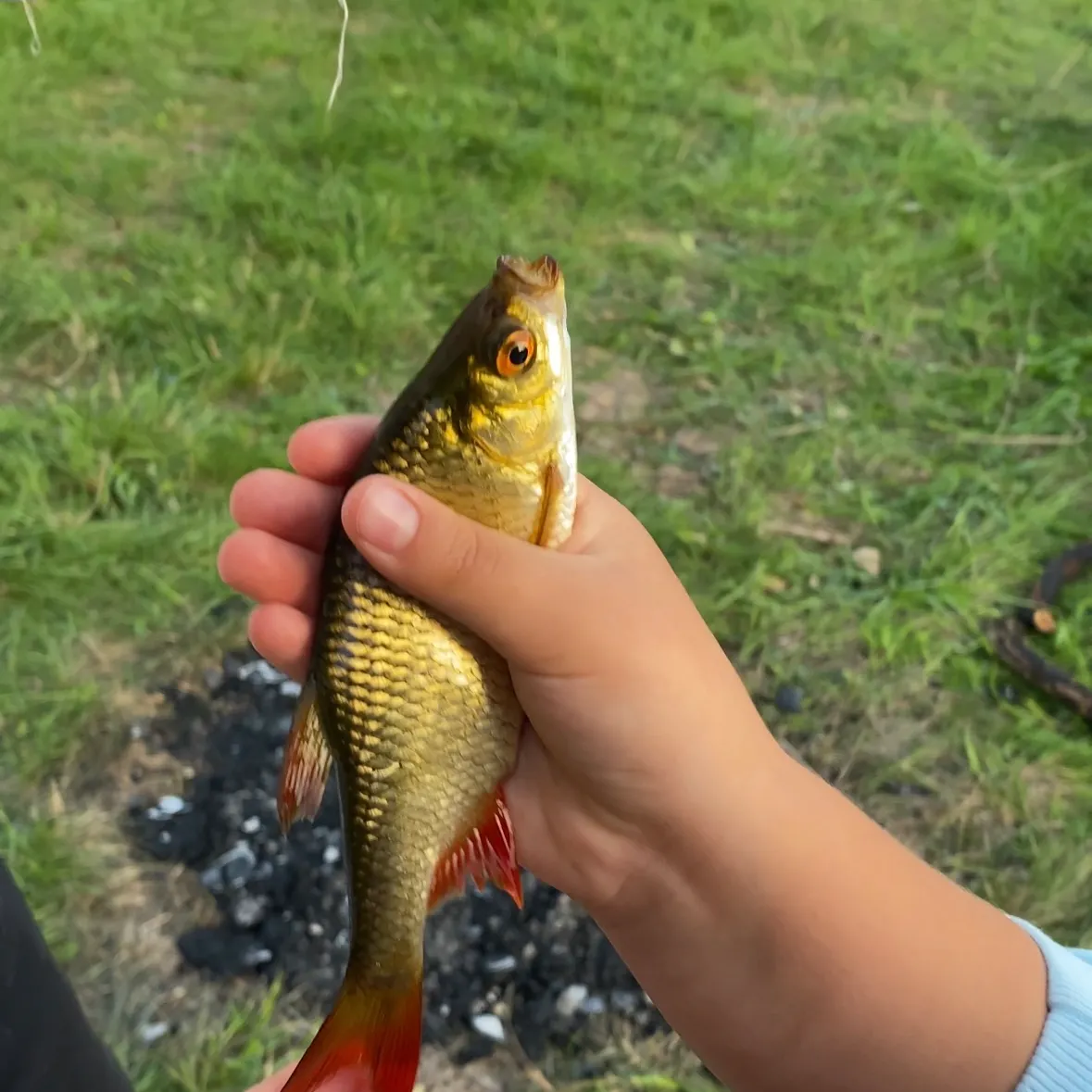 The most recent Common rudd catches on Fishbrain