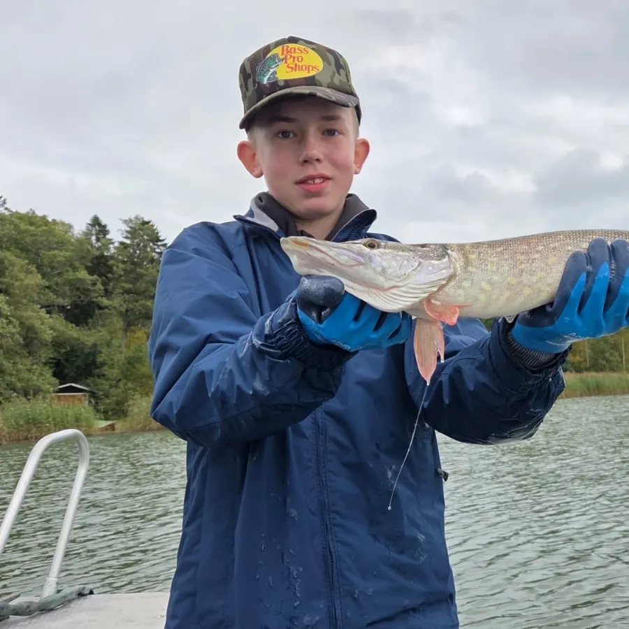 Northern pike caught on Fishbrain