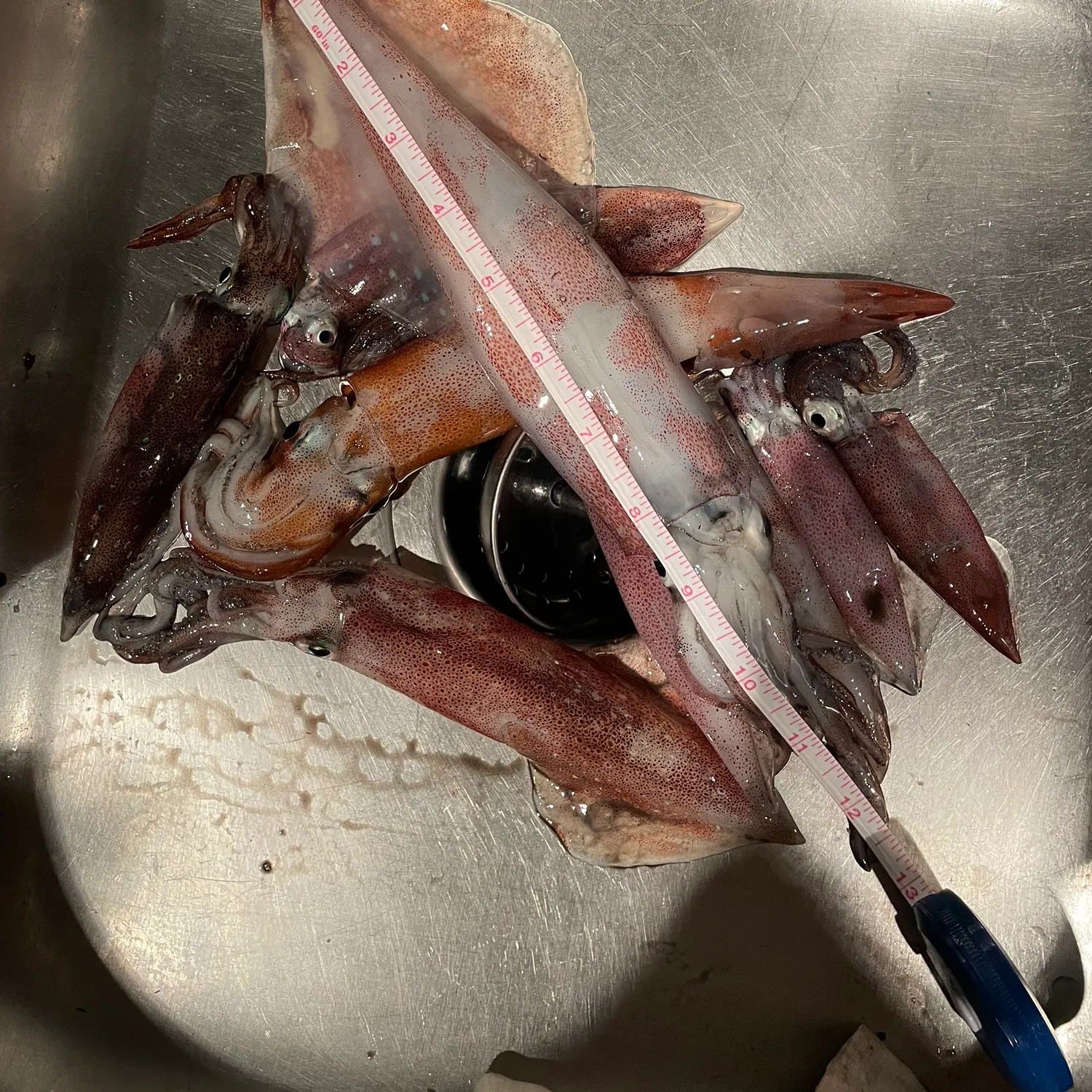 The most recent Longfin inshore squid catches on Fishbrain