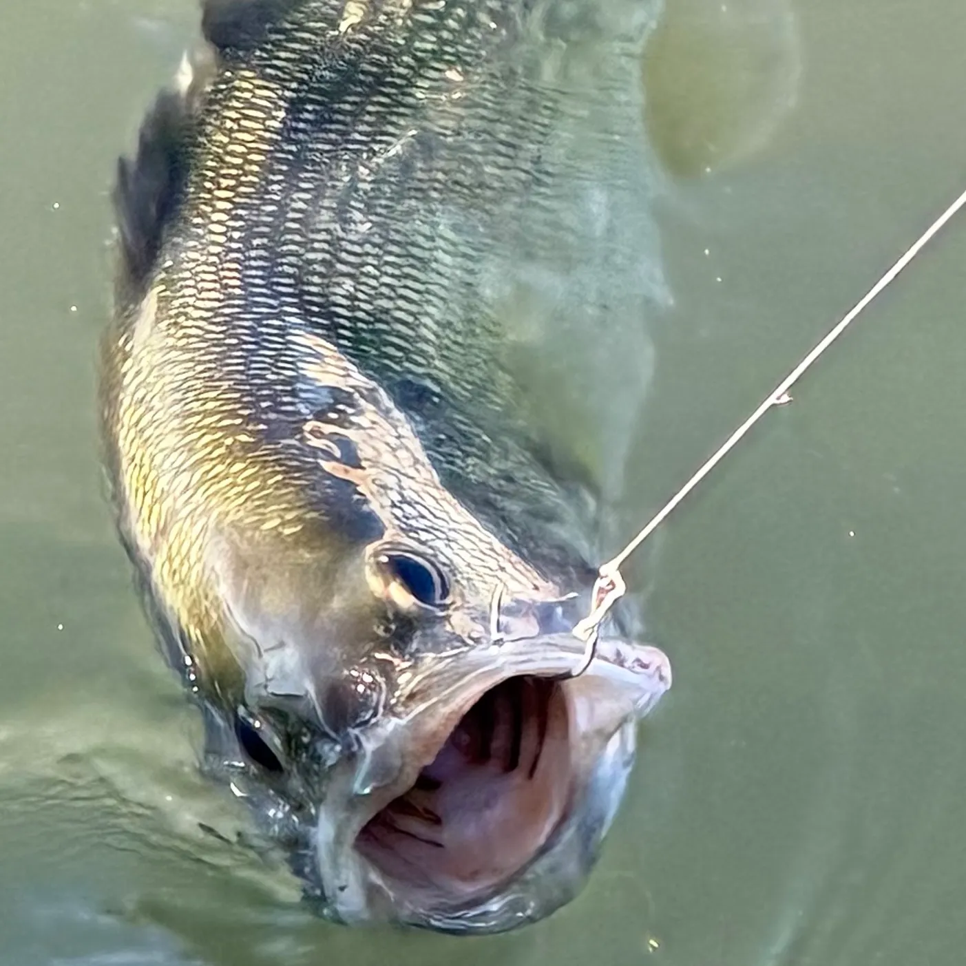 Largemouth bass caught on Fishbrain