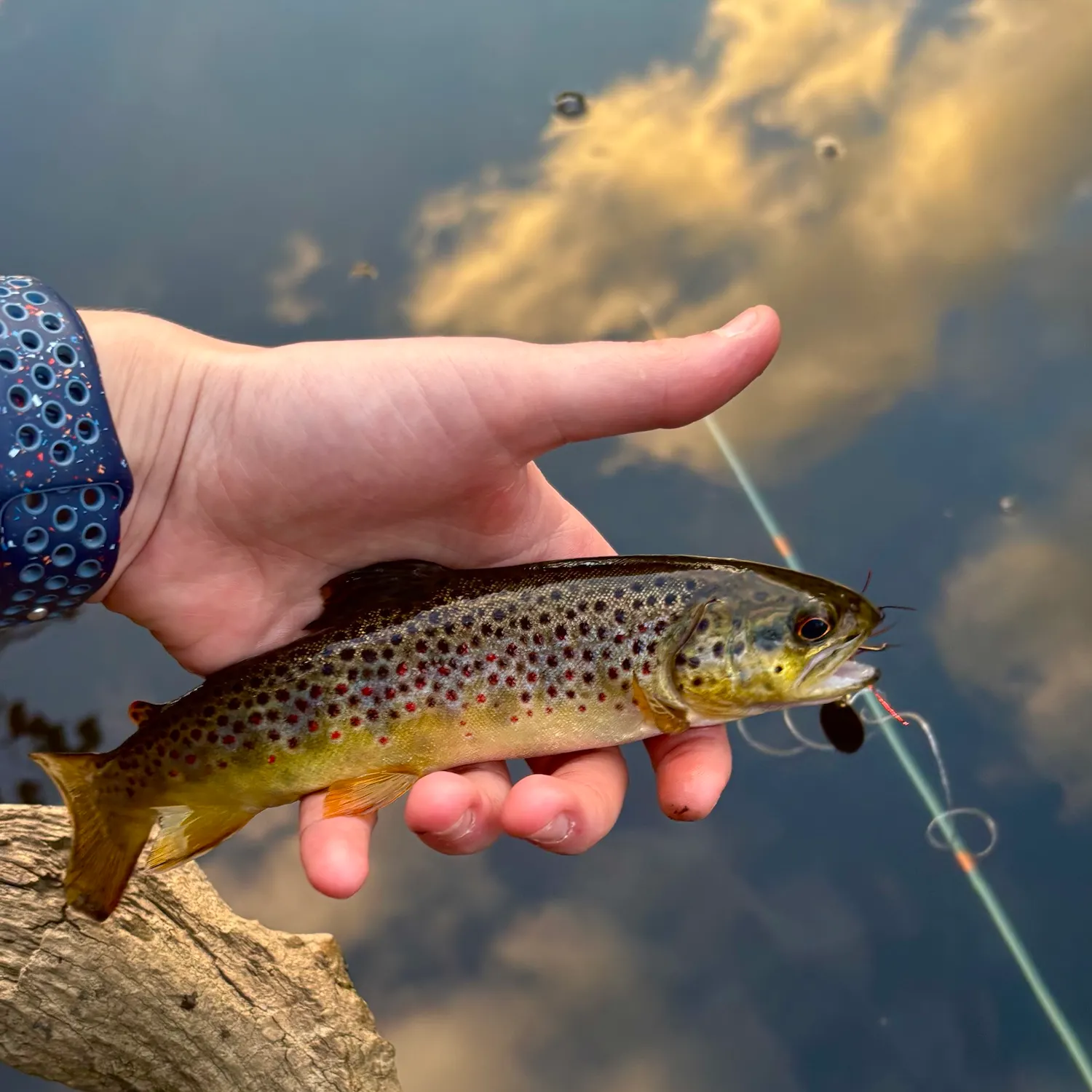 Brown trout caught on Fishbrain