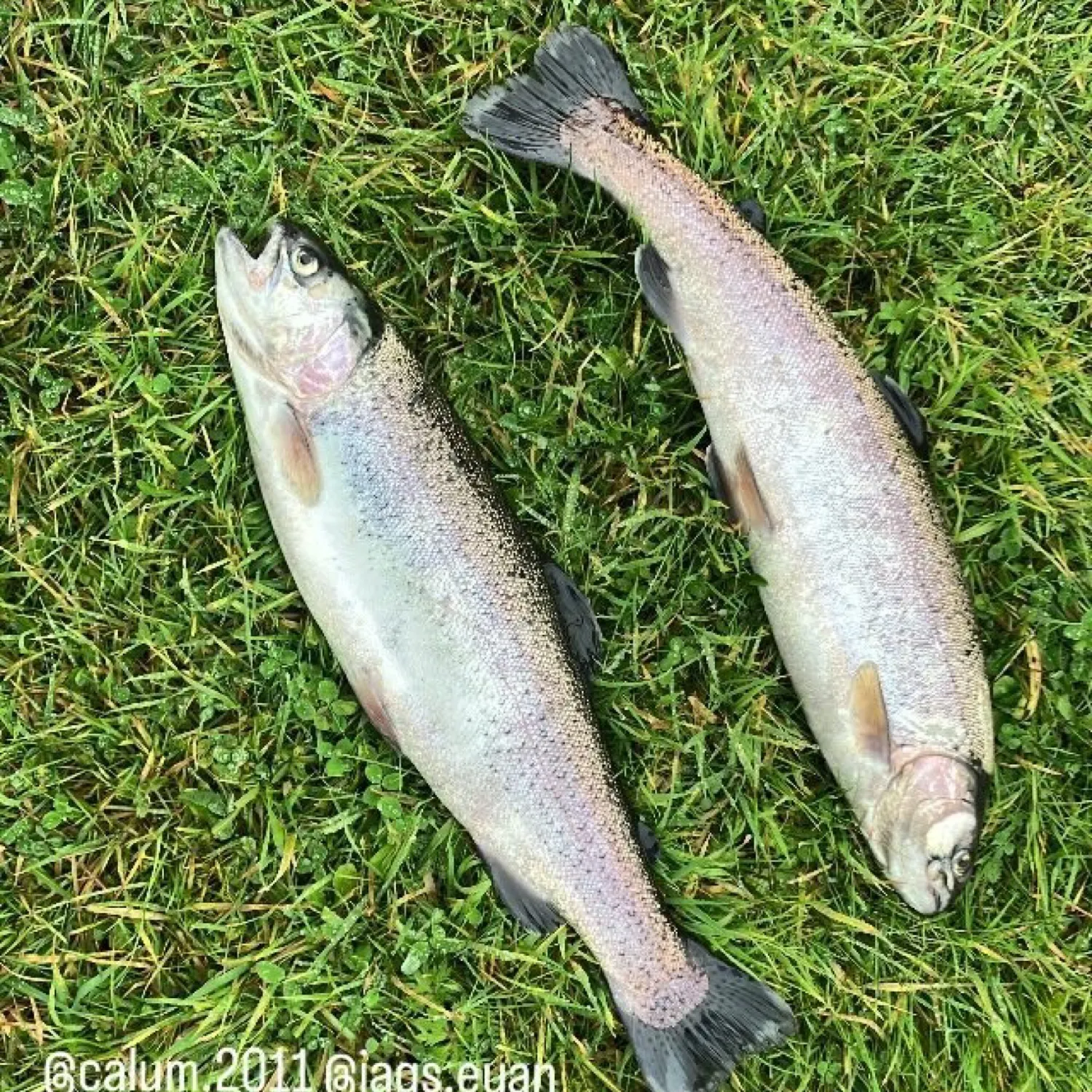 The most recent Rainbow trout catches on Fishbrain