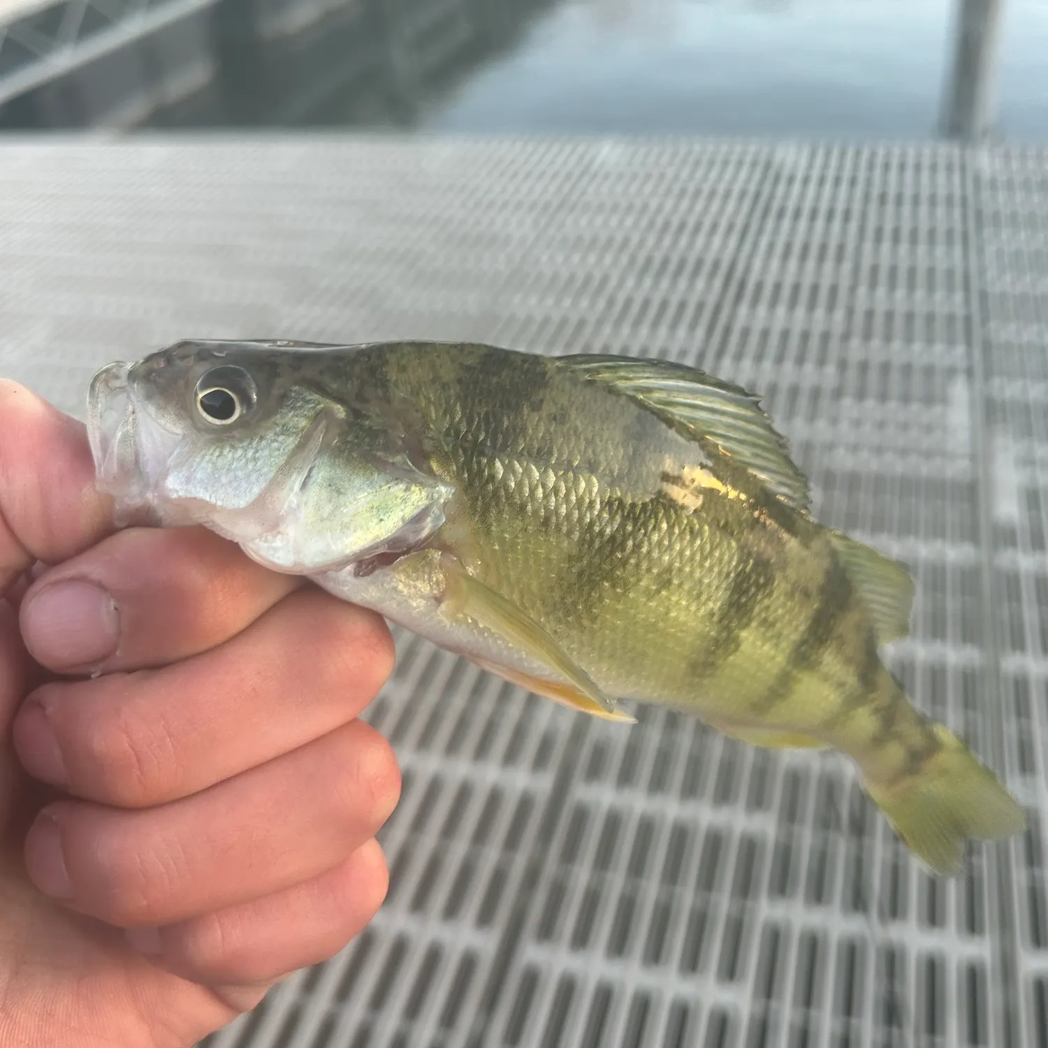 Yellow perch caught on Fishbrain