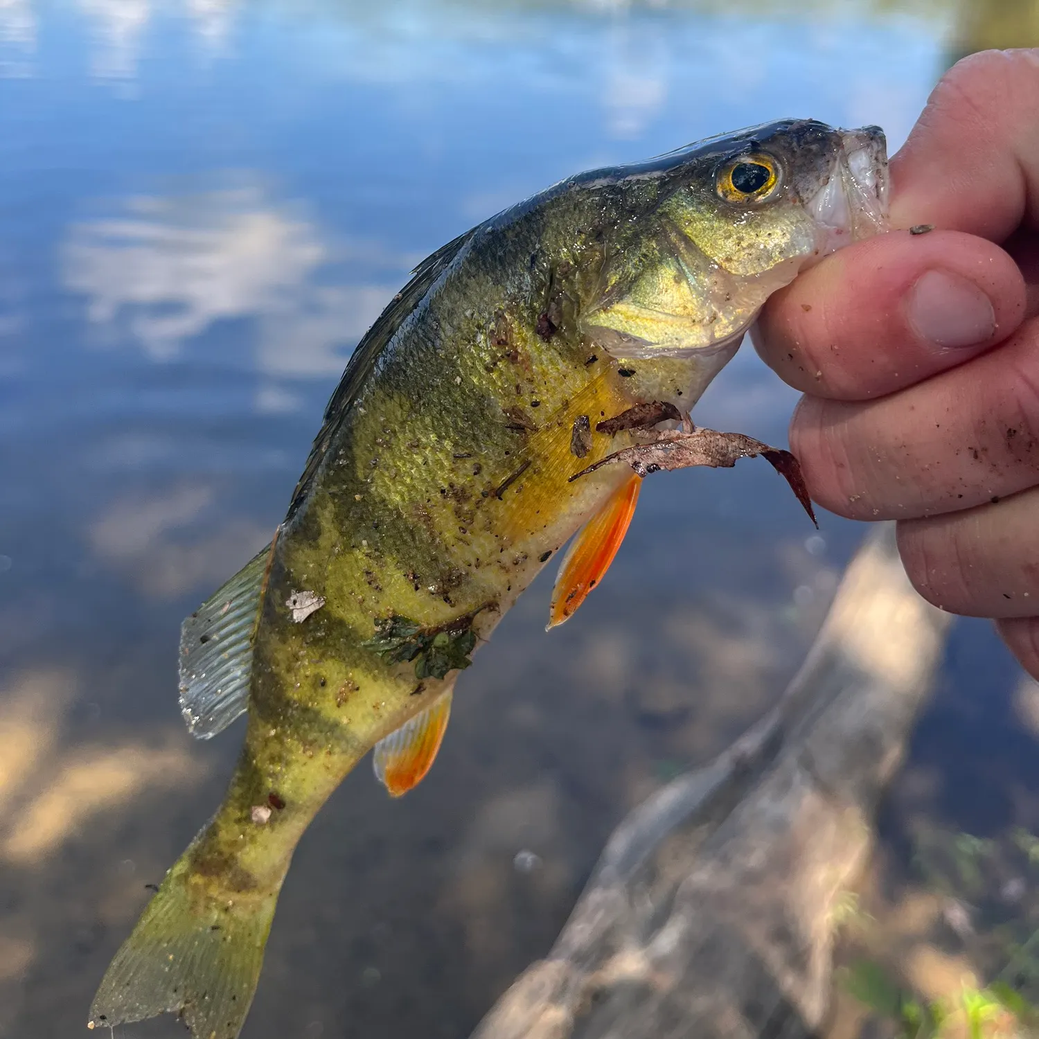 Yellow perch caught on Fishbrain