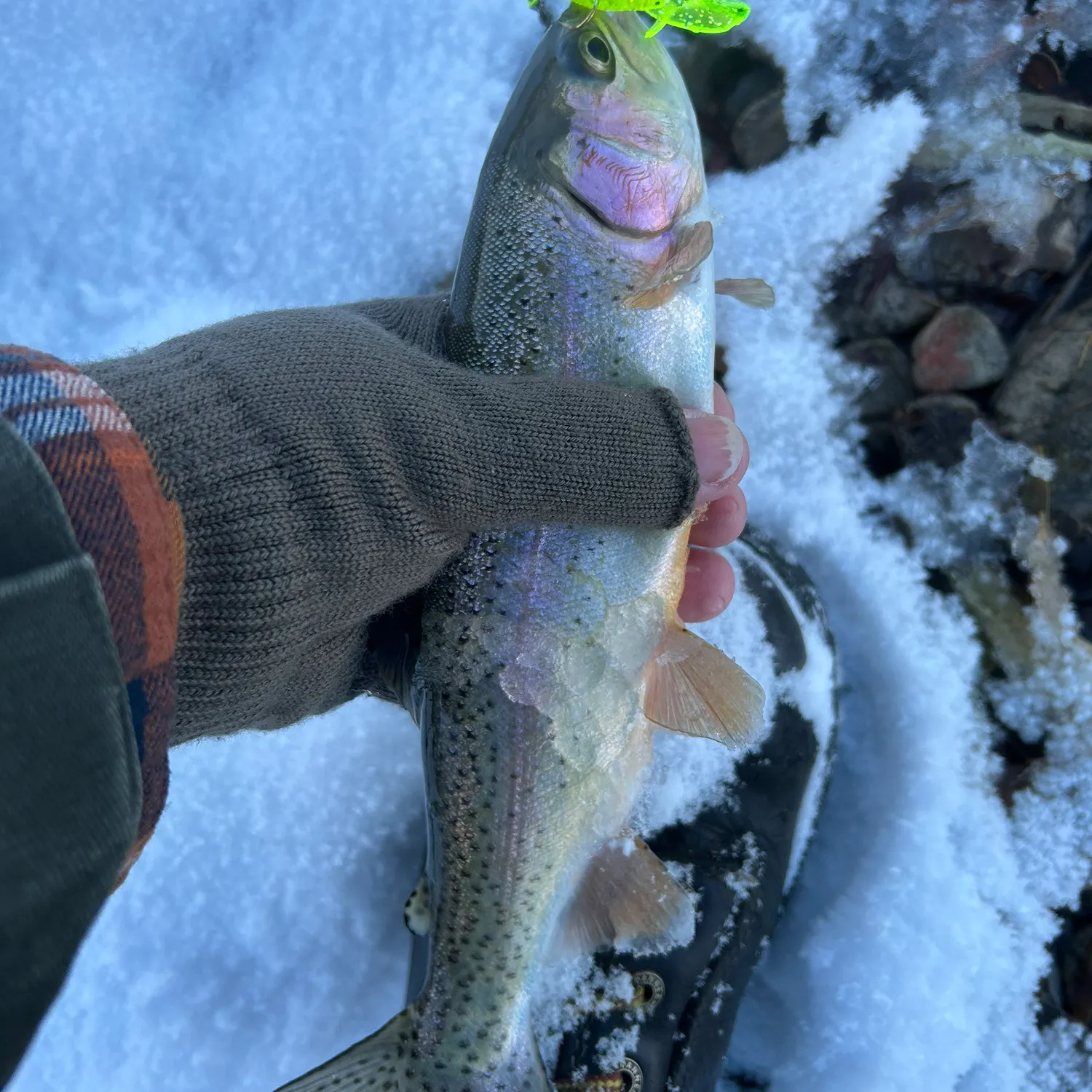 The most recent Rainbow trout catches on Fishbrain