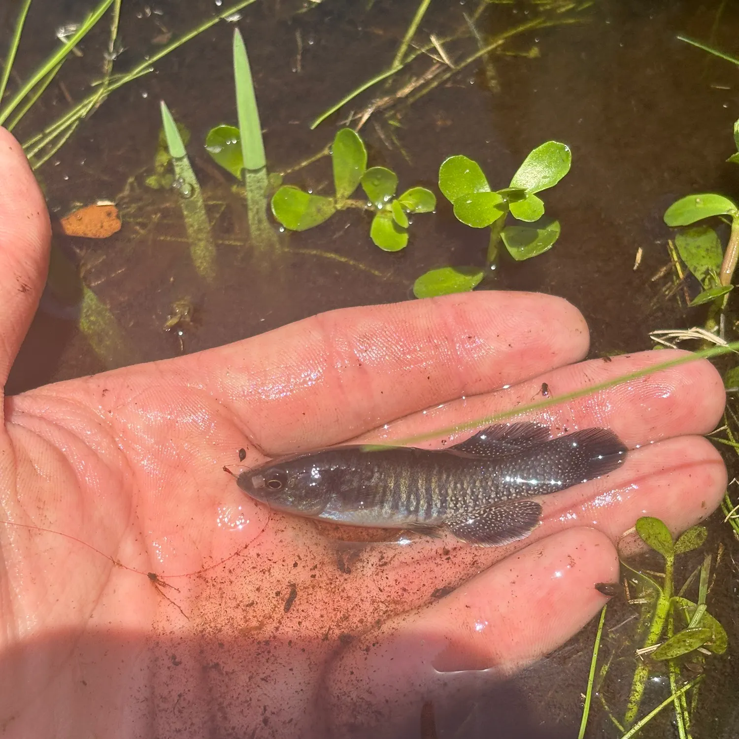 The most recent Marsh killifish catches on Fishbrain
