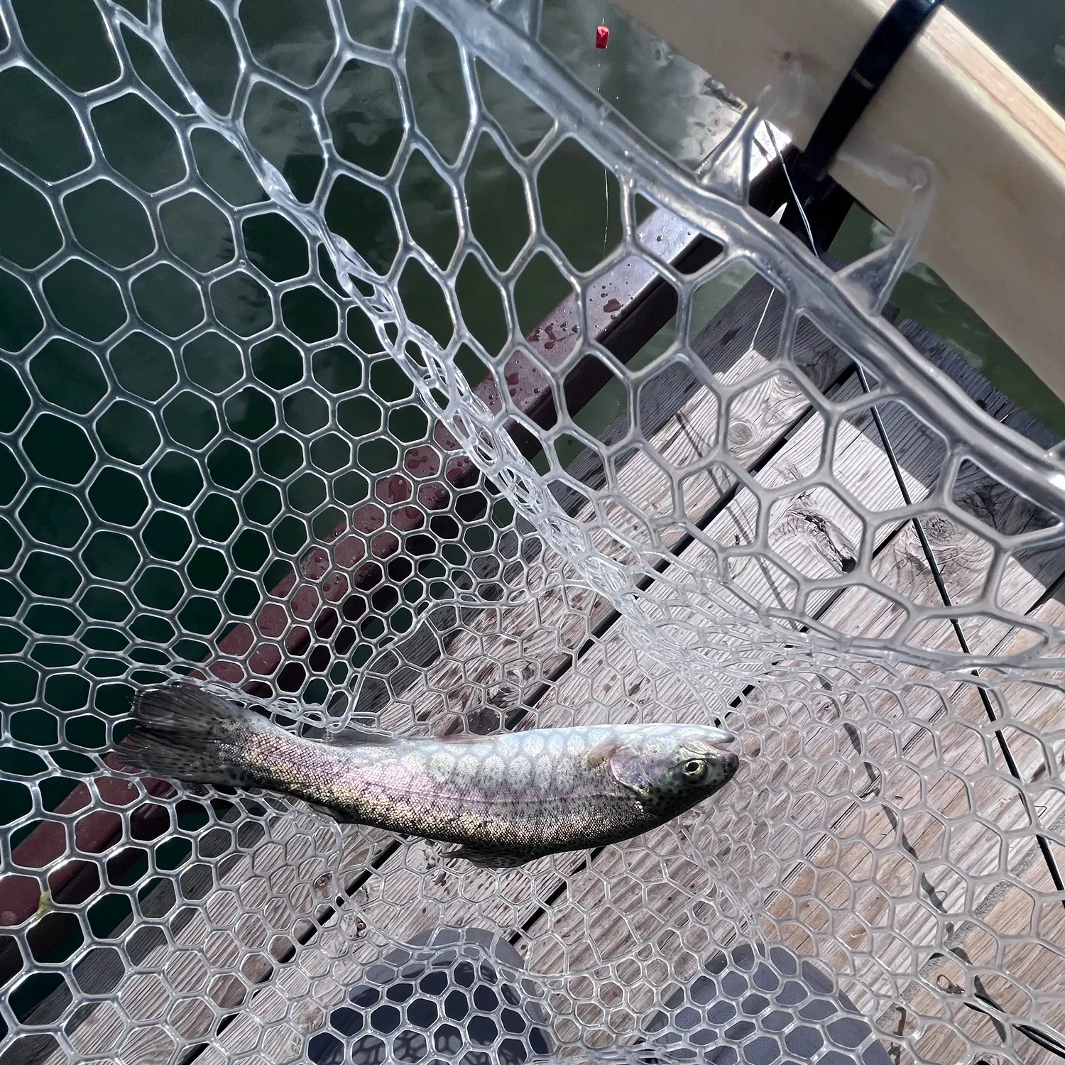 Rainbow trout caught on Fishbrain