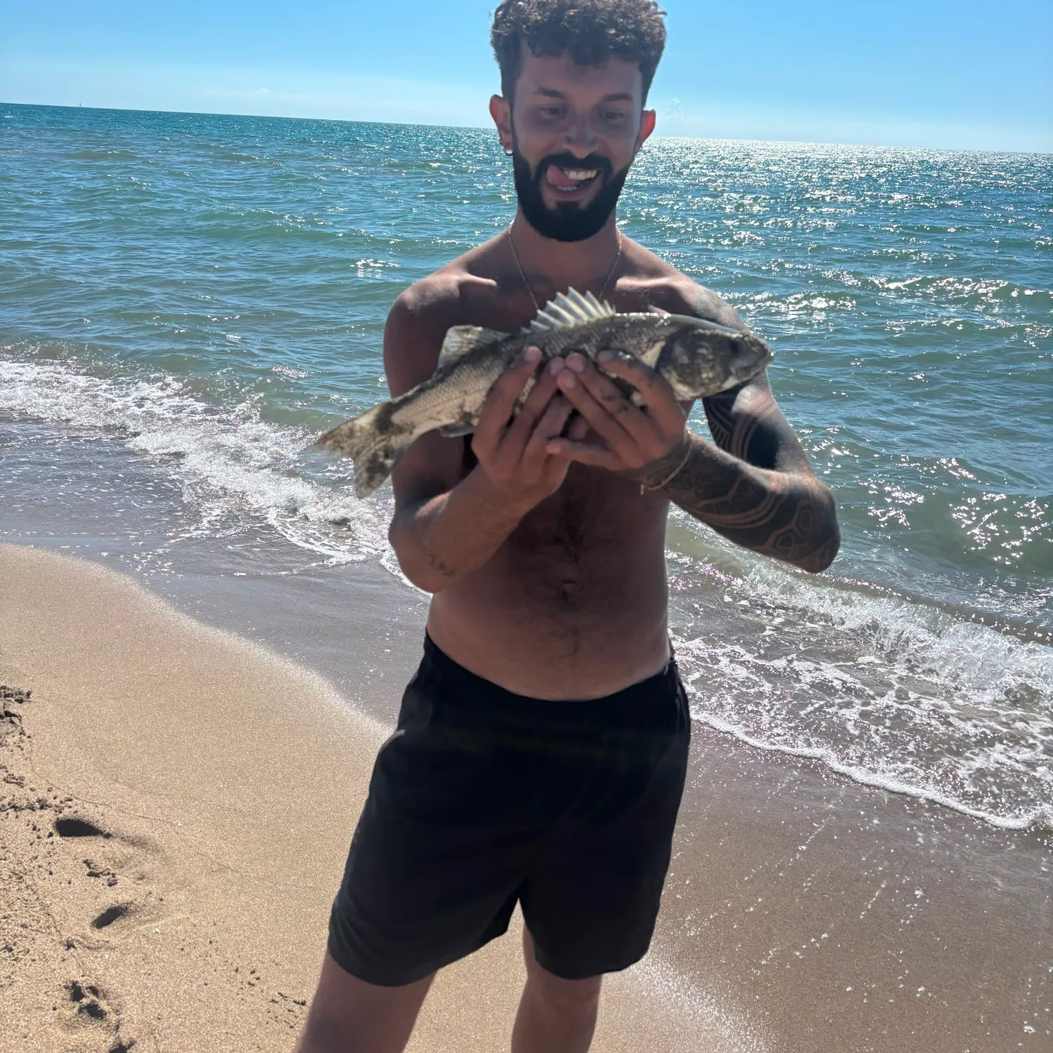 European seabass caught on Fishbrain
