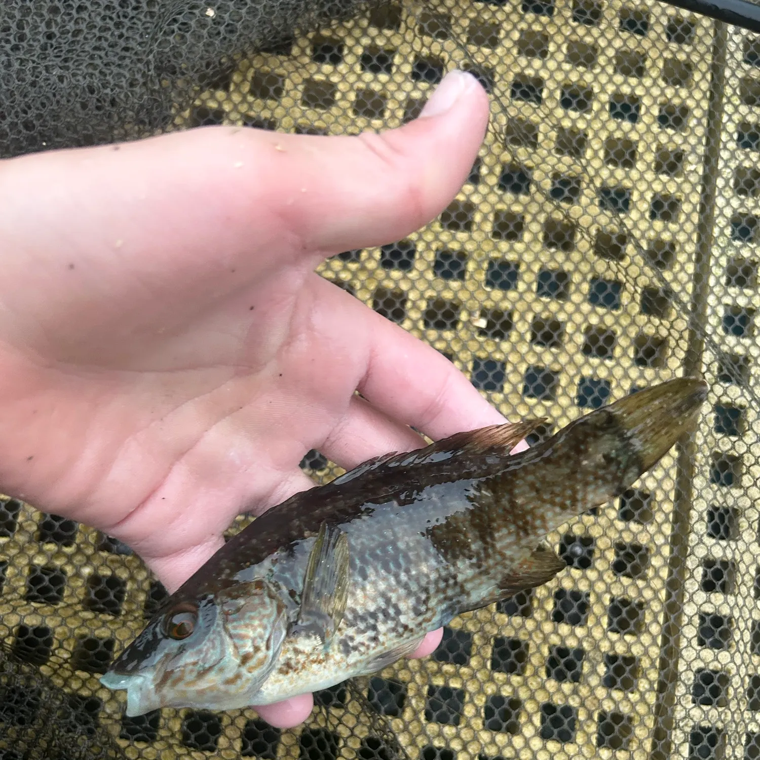 The most recent Ballan wrasse catches on Fishbrain