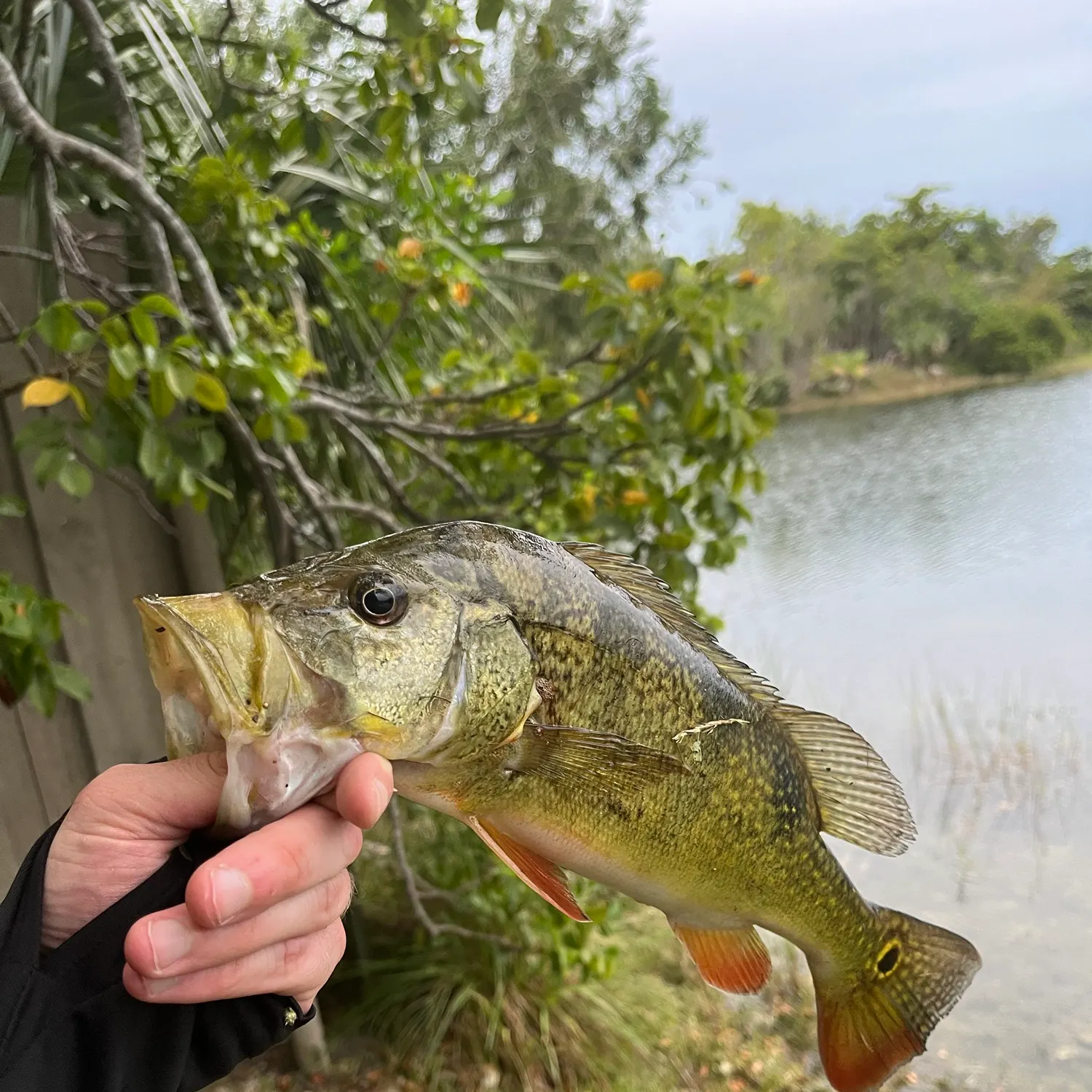 Butterfly peacock bass caught on Fishbrain