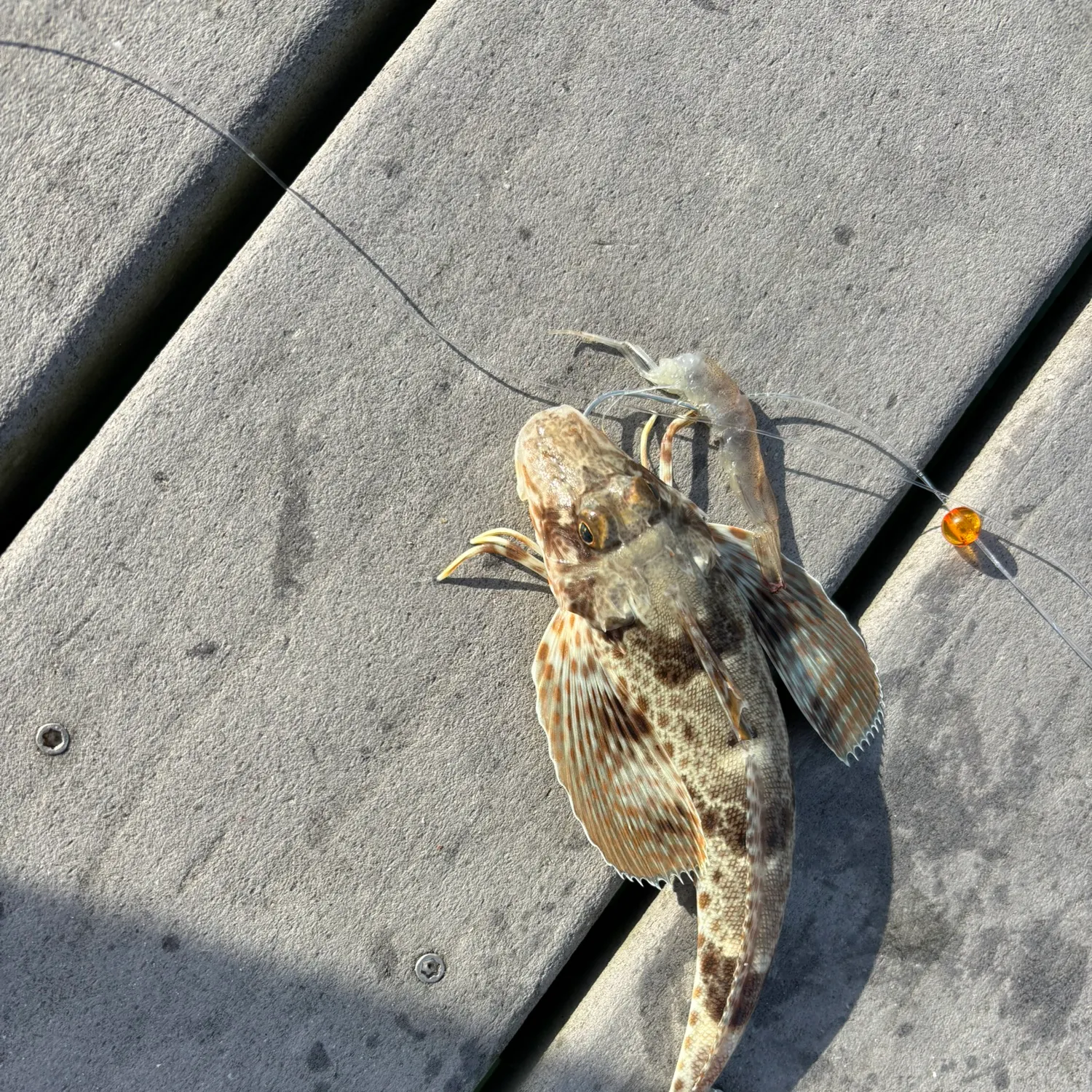 The most recent Striped searobin catches on Fishbrain