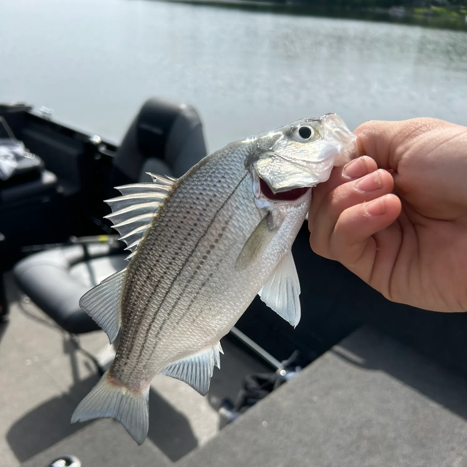 The most recent White bass catches on Fishbrain