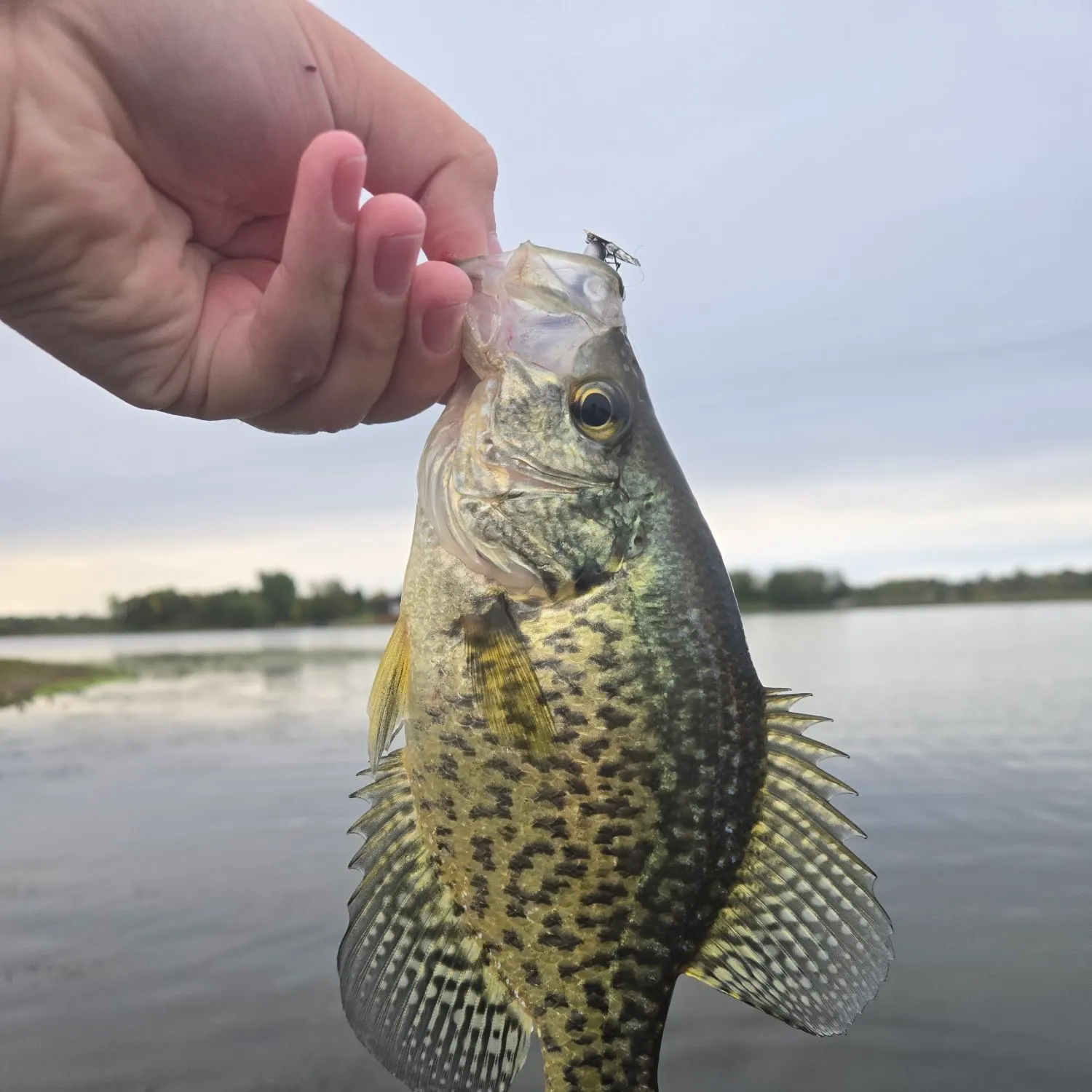Black crappie caught on Fishbrain