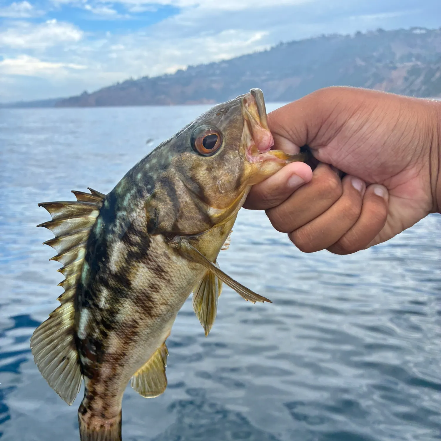 Kelp bass caught on Fishbrain