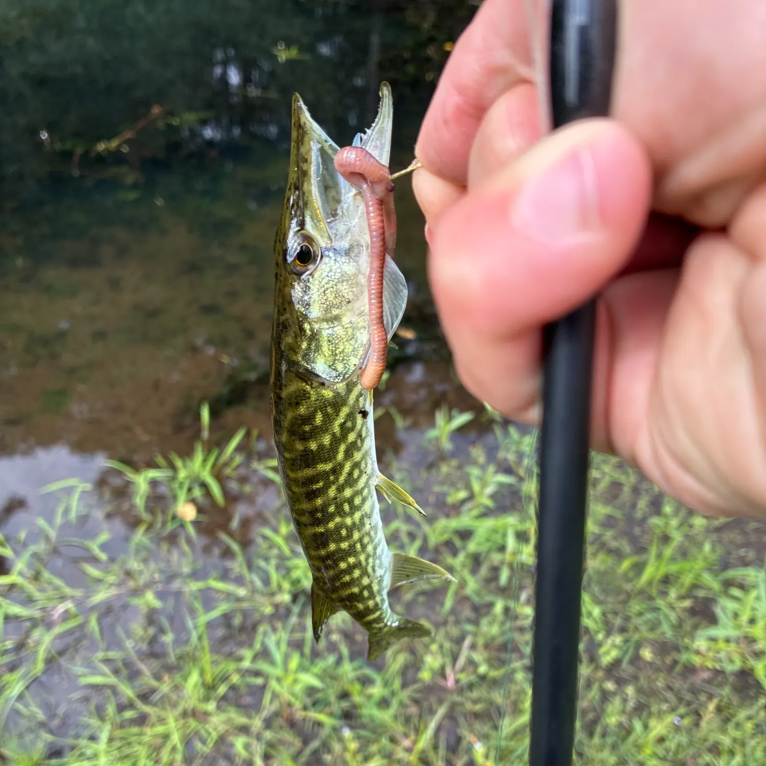 Fish caught on Fishbrain