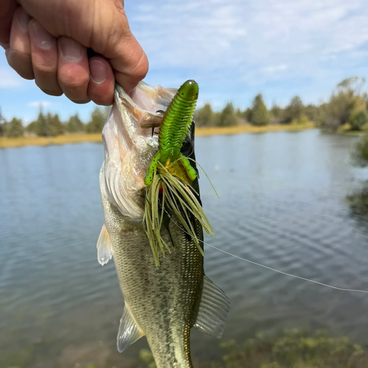 Largemouth bass caught on Fishbrain