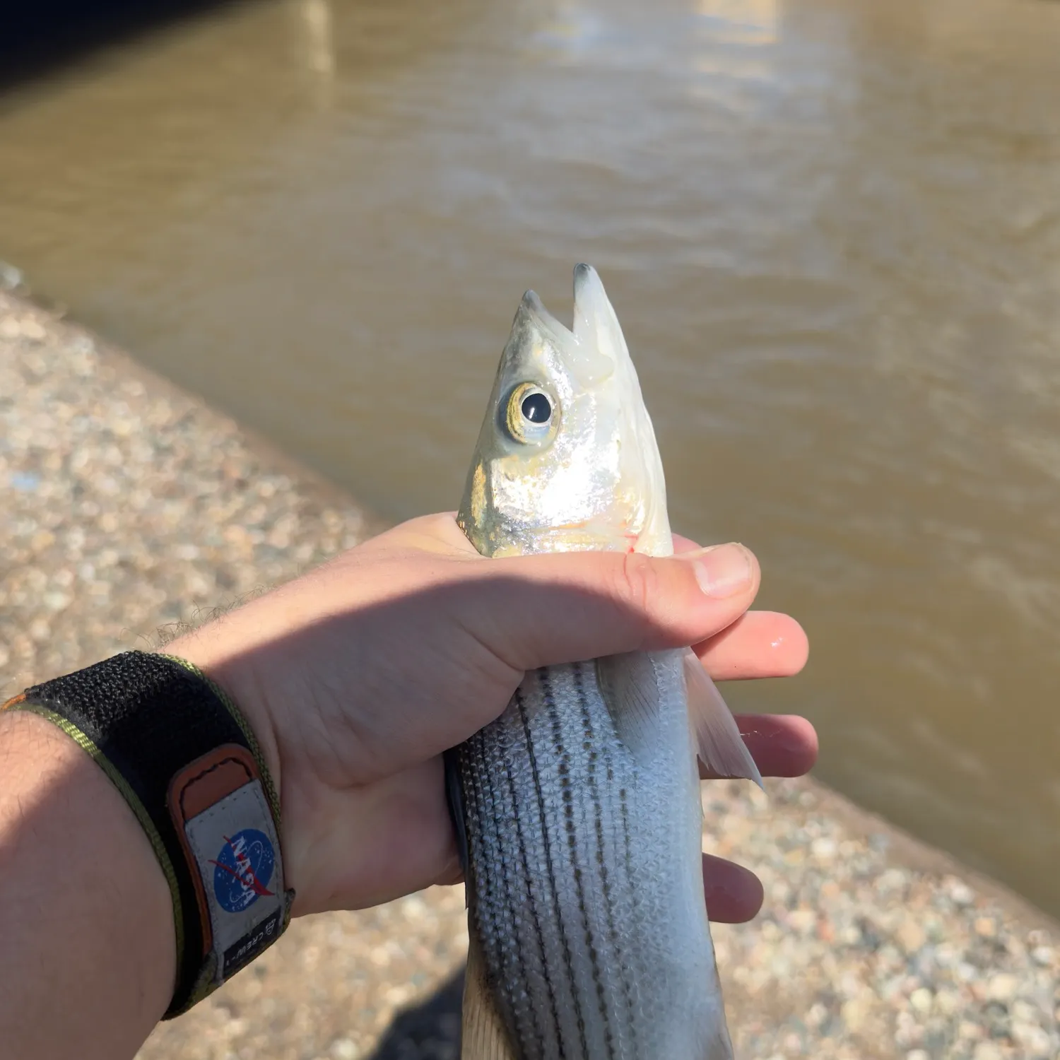 Striped bass caught on Fishbrain