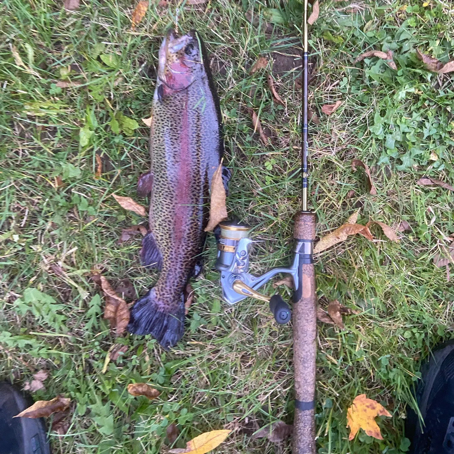 Rainbow trout caught on Fishbrain