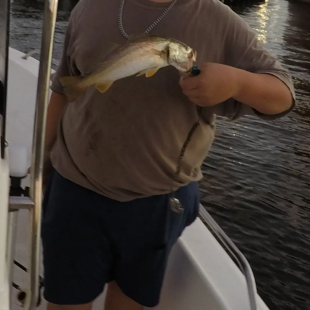 The most recent Gulf kingcroaker catches on Fishbrain