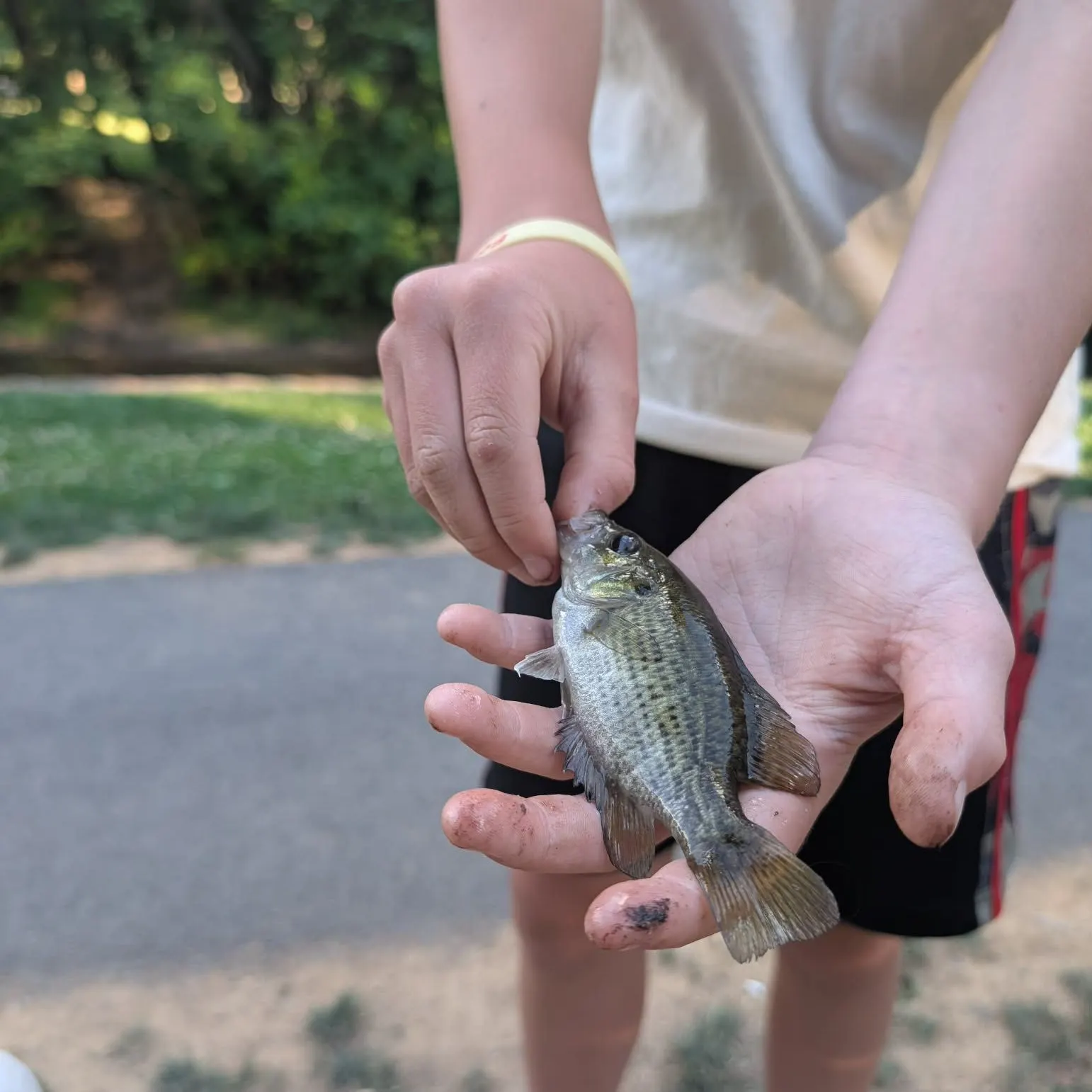 Rock bass caught on Fishbrain
