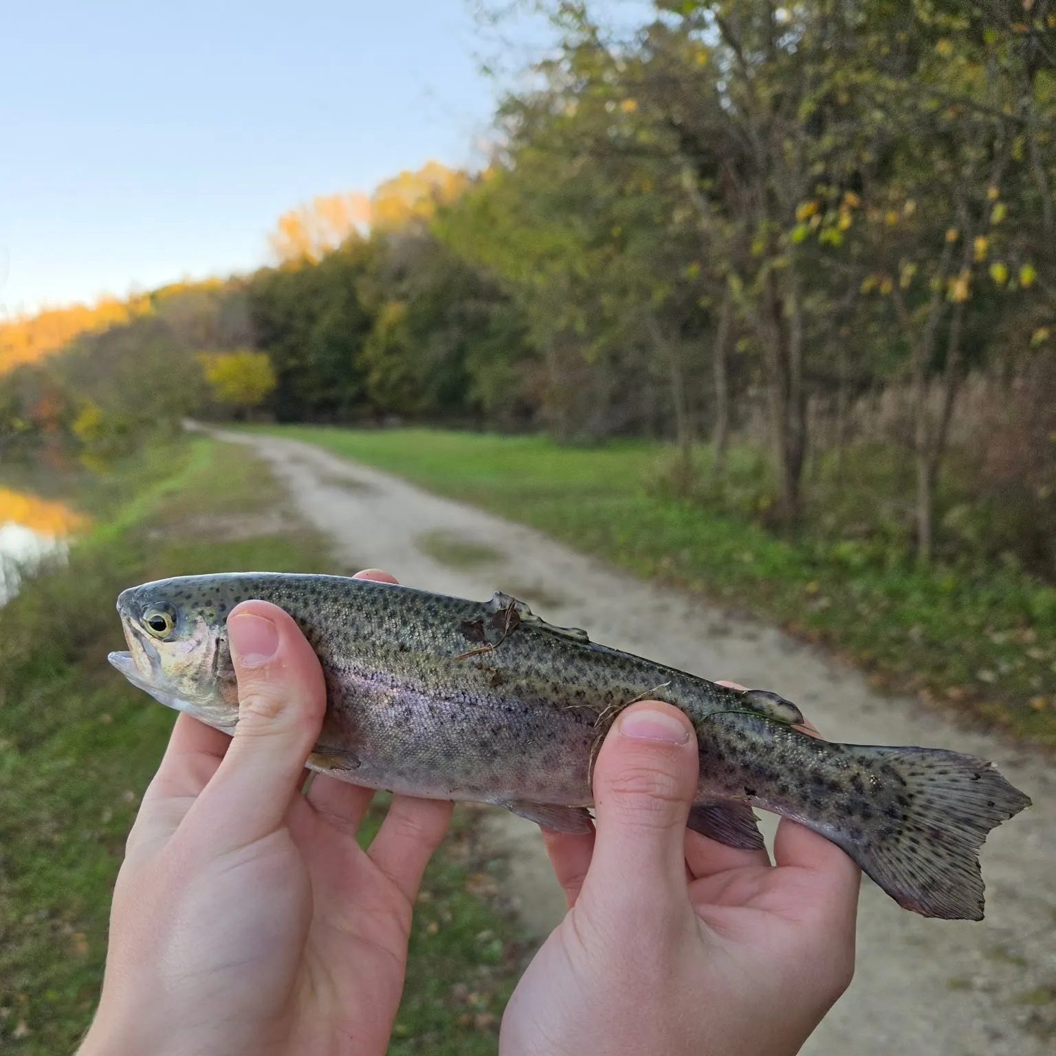 Rainbow trout caught on Fishbrain