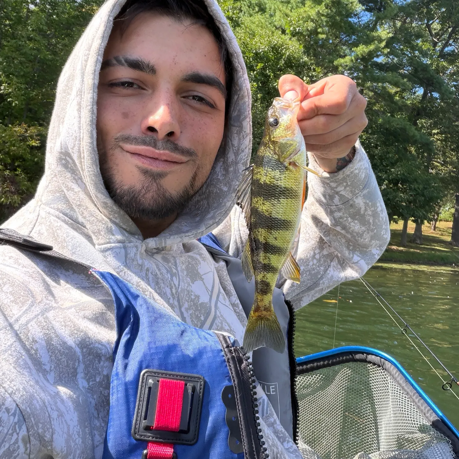 Yellow perch caught on Fishbrain