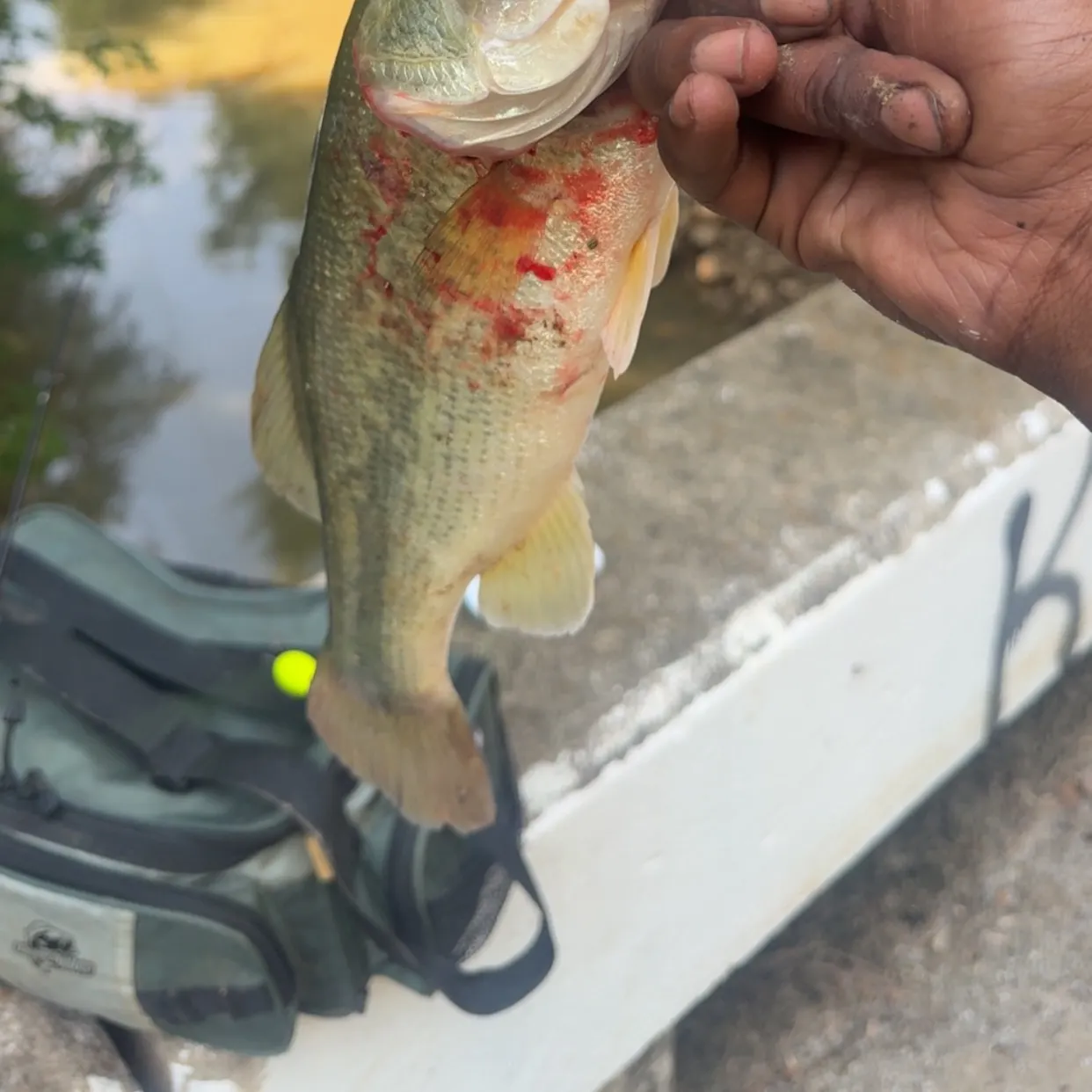 Largemouth bass caught on Fishbrain
