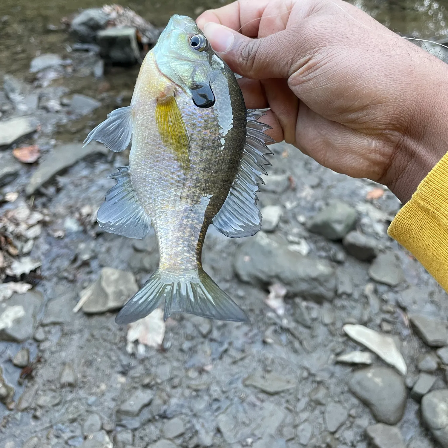 Bluegill caught on Fishbrain