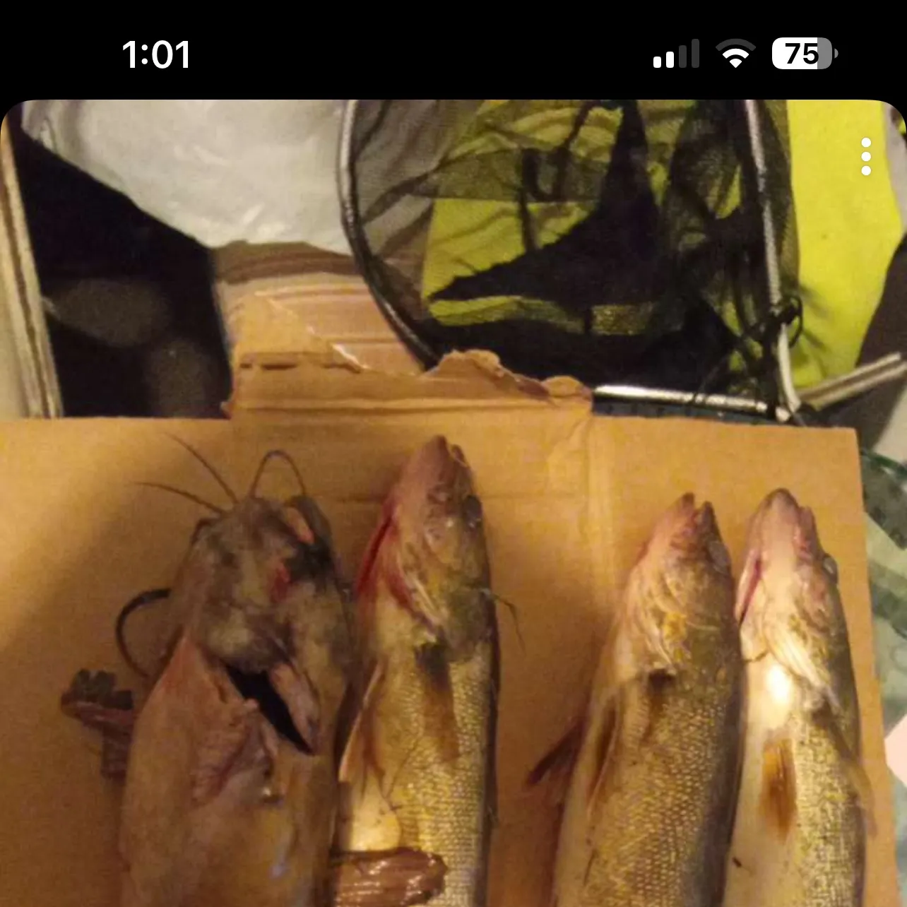 recently logged catches