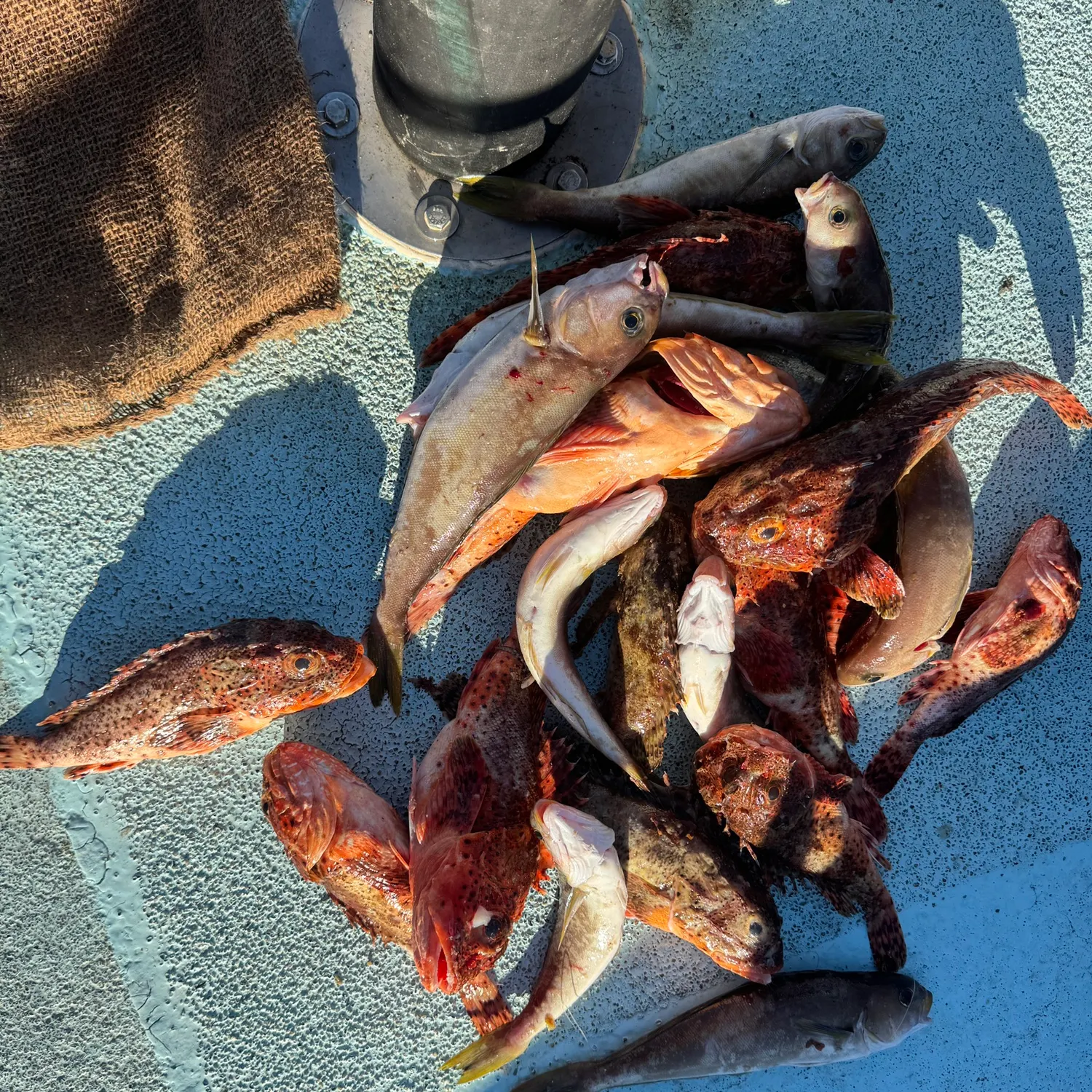 The most recent California scorpionfish catches on Fishbrain