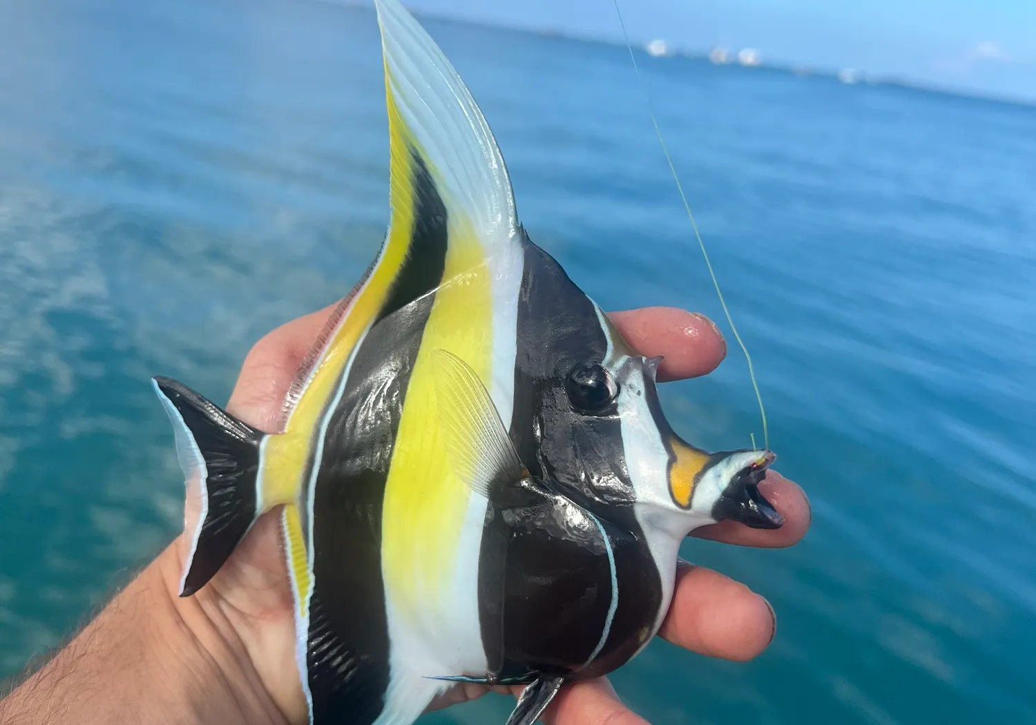 Moorish idol