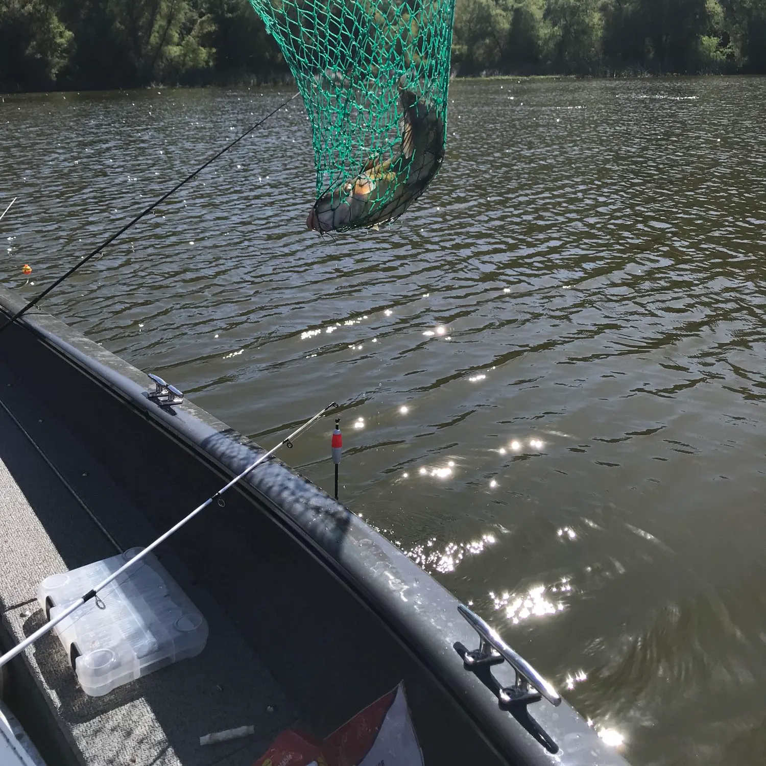 Channel catfish caught on Fishbrain