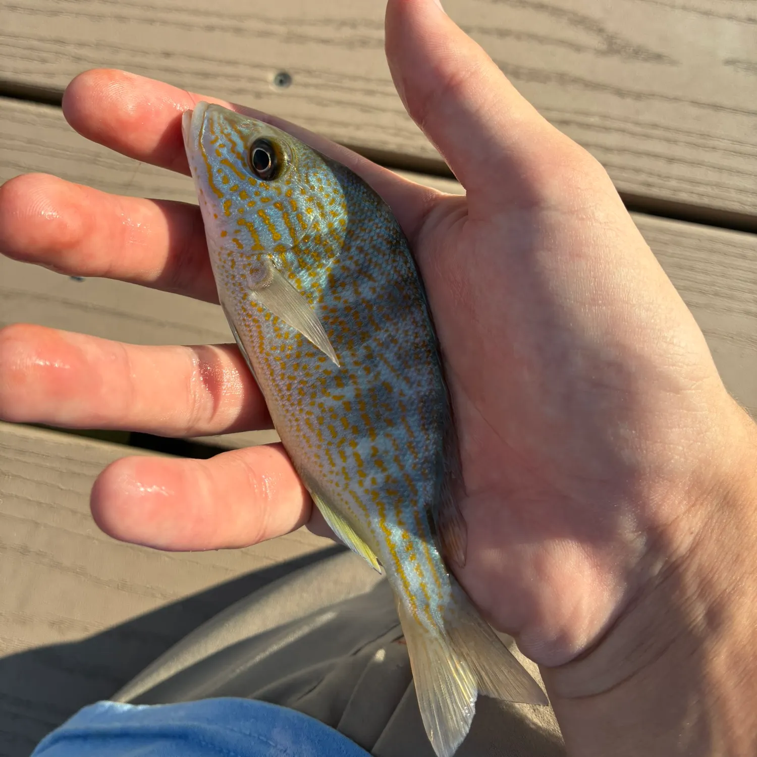 Pigfish caught on Fishbrain