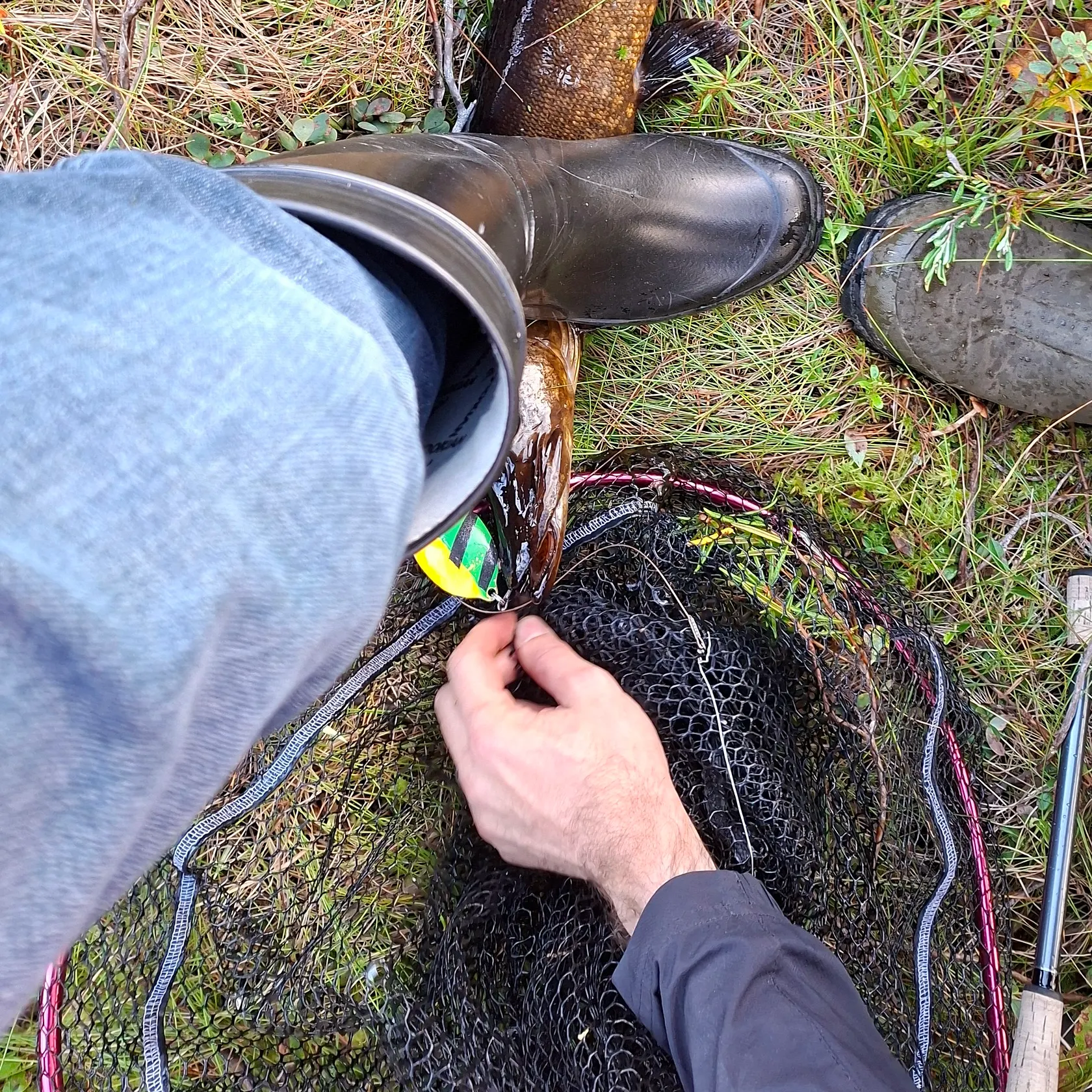 The most recent Northern pike catches on Fishbrain