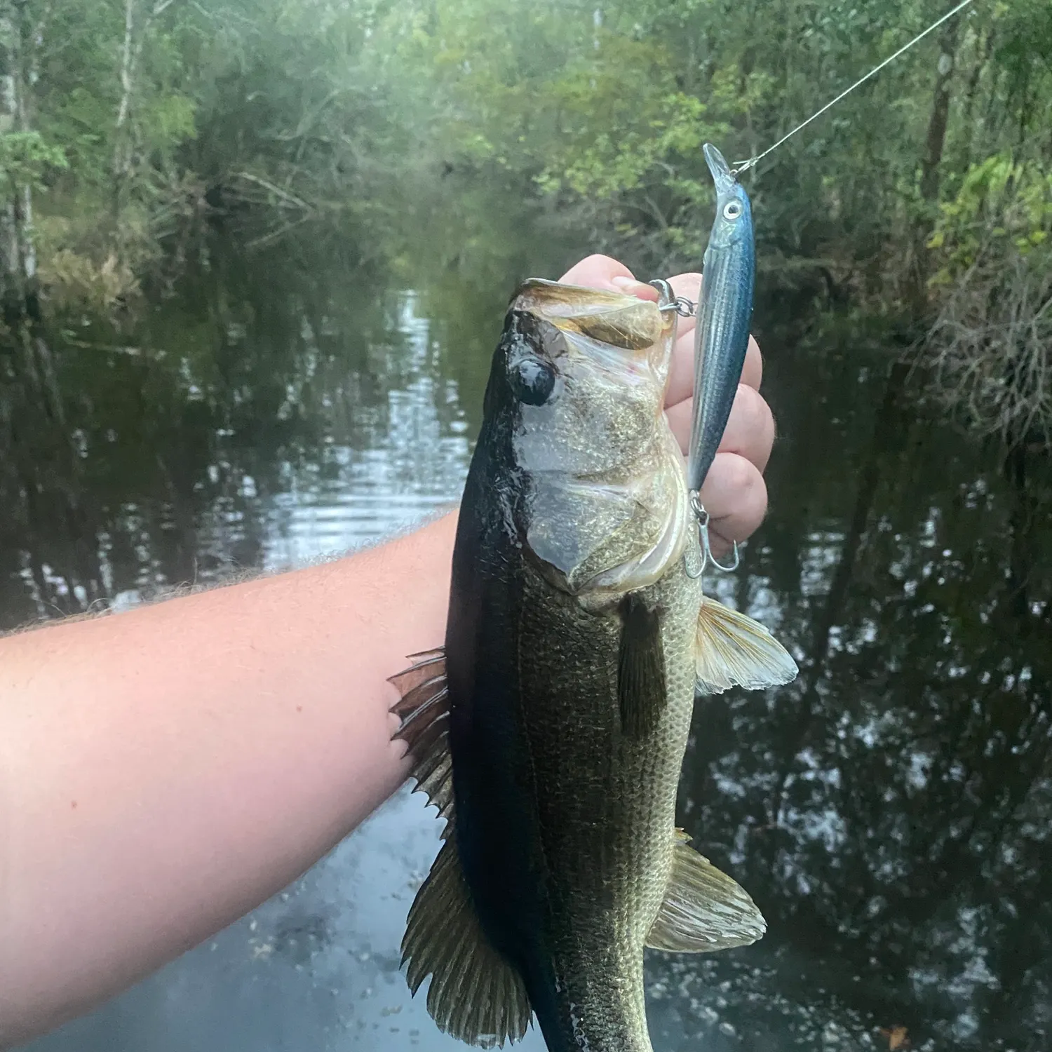 Florida bass caught on Fishbrain