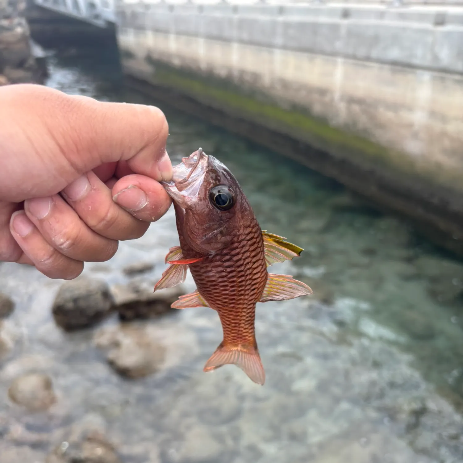 The most recent Iridescent cardinalfish catches on Fishbrain