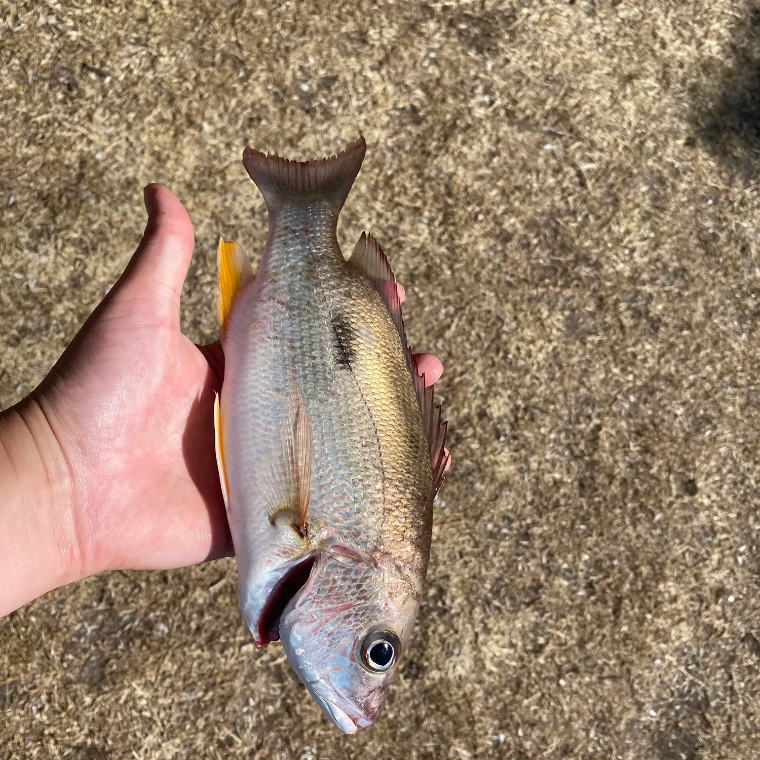 Moses perch caught on Fishbrain
