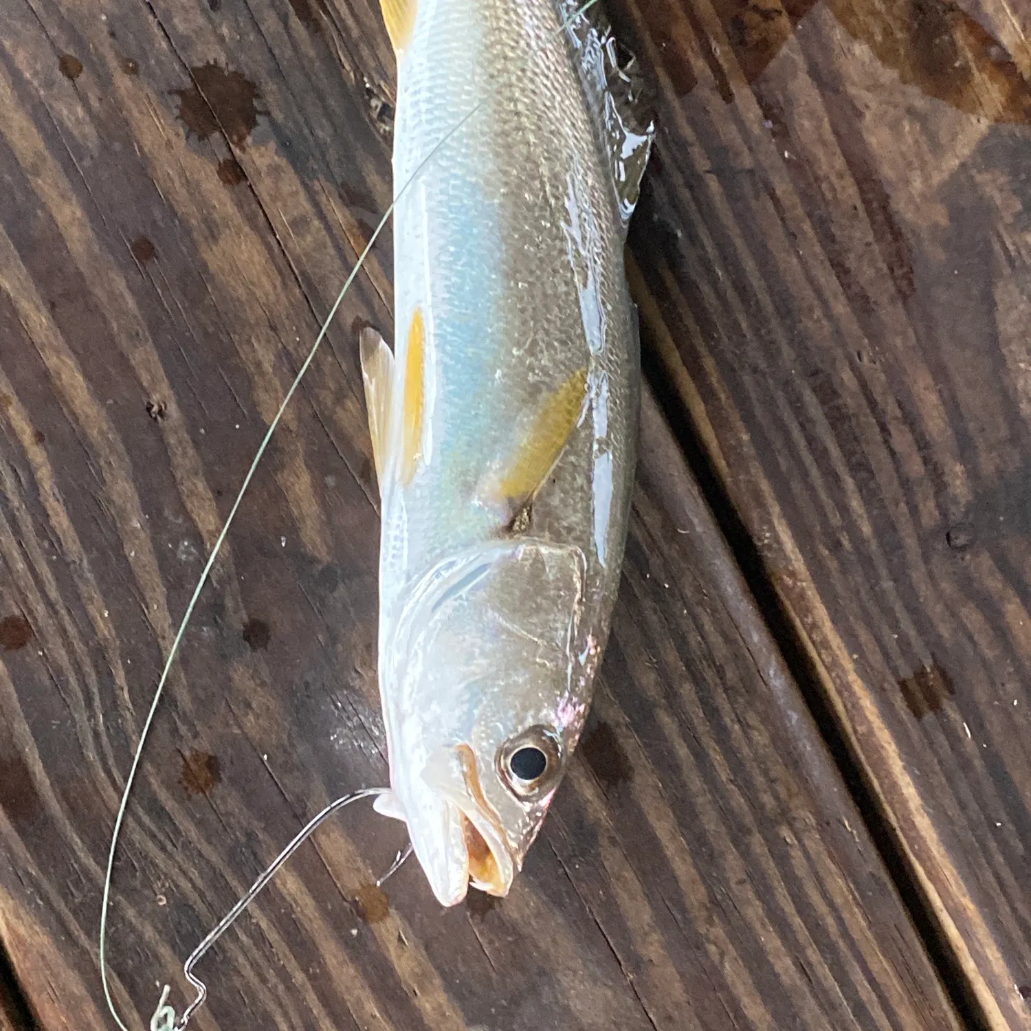 The most recent Gray weakfish catches on Fishbrain