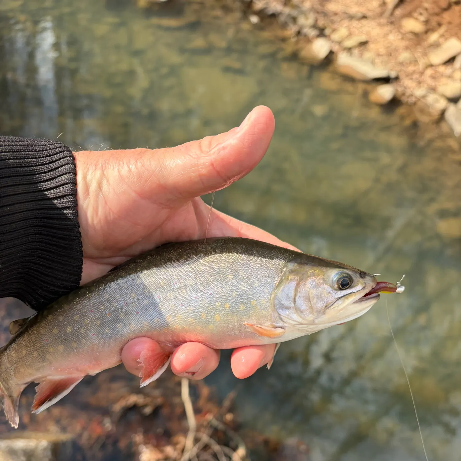 The most recent Brook trout catches on Fishbrain
