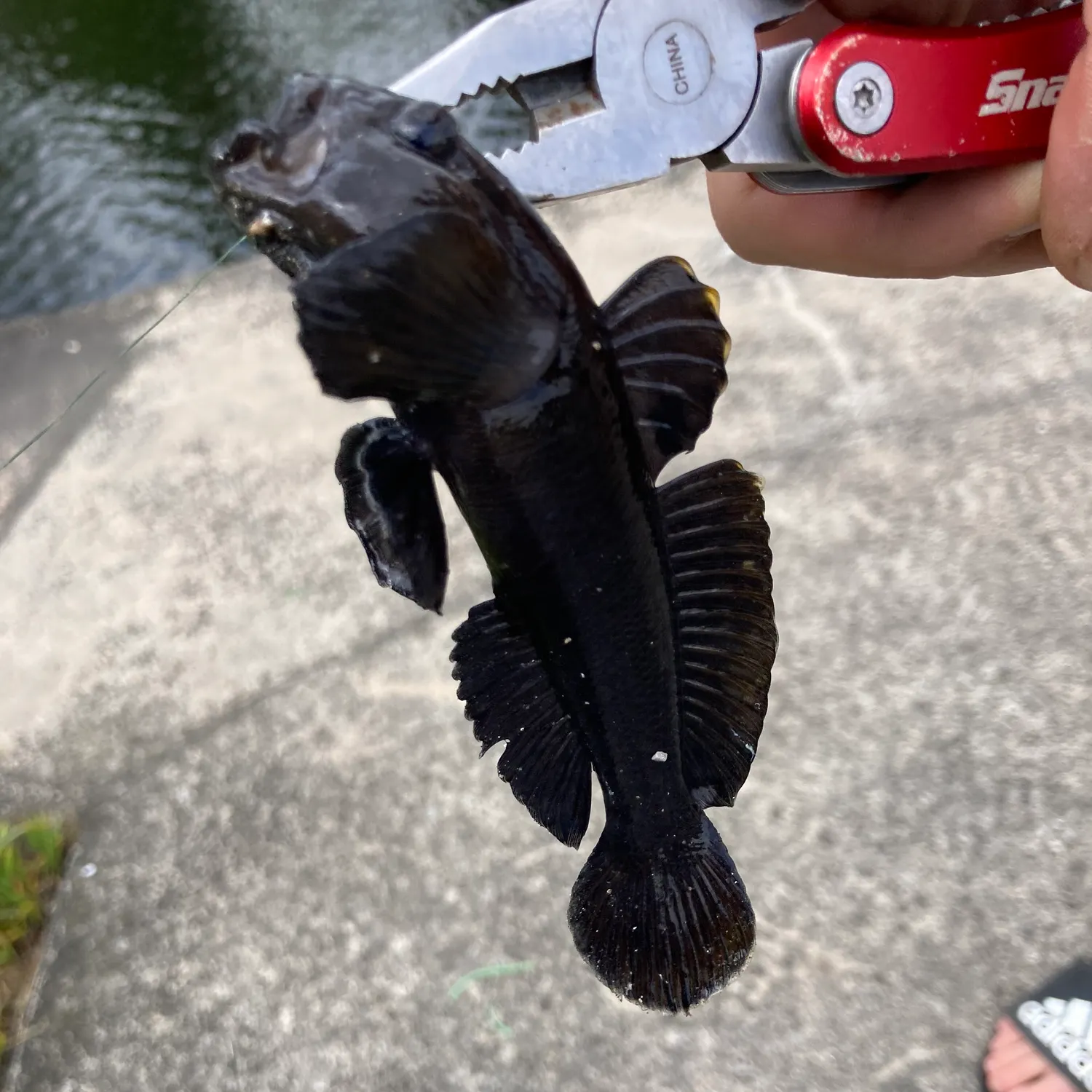 catch