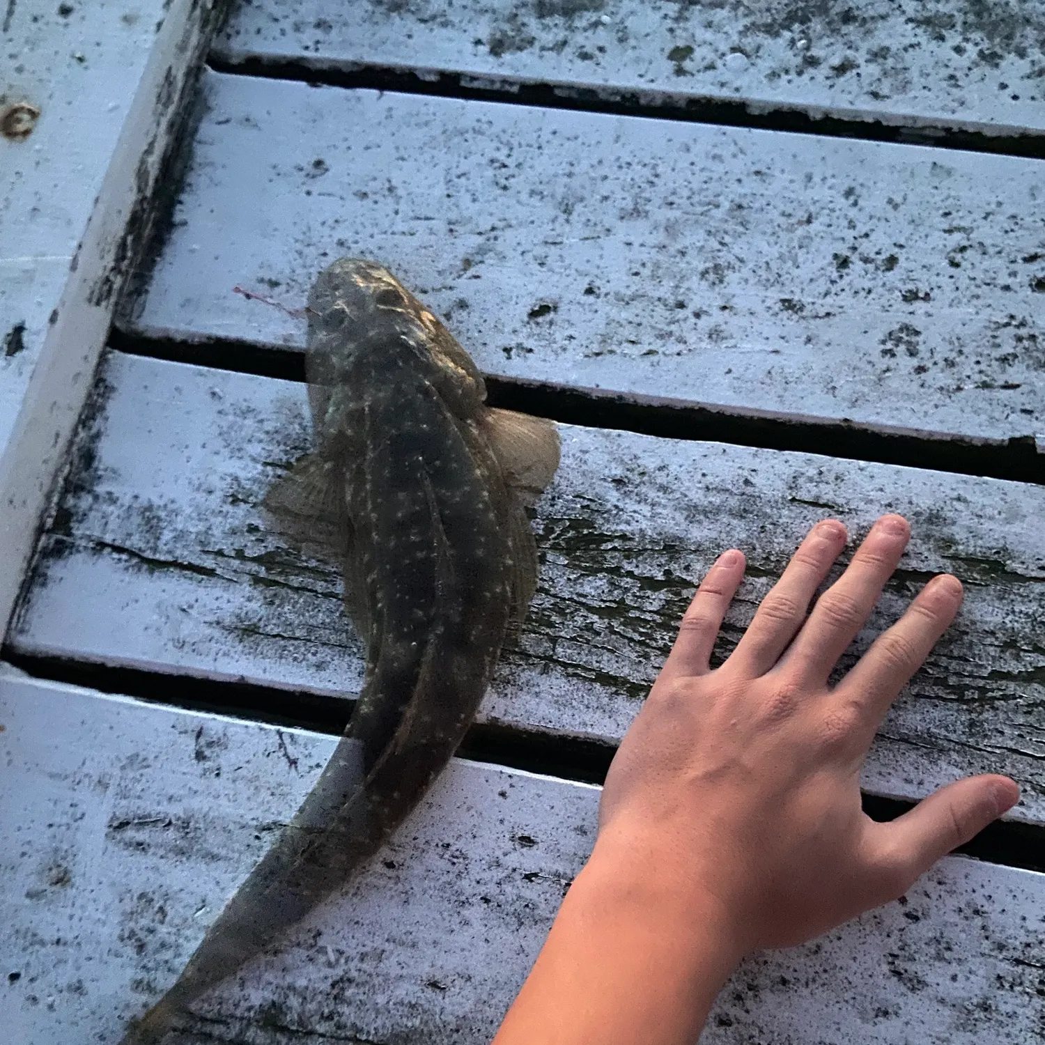 Dusky flathead caught on Fishbrain