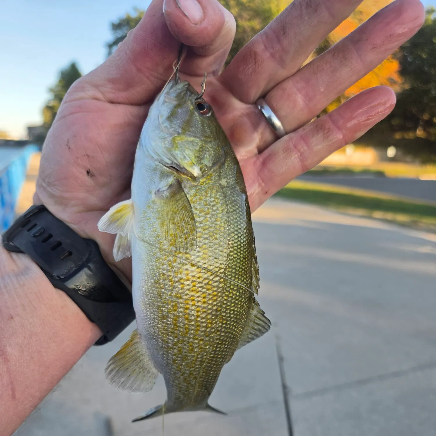 catch