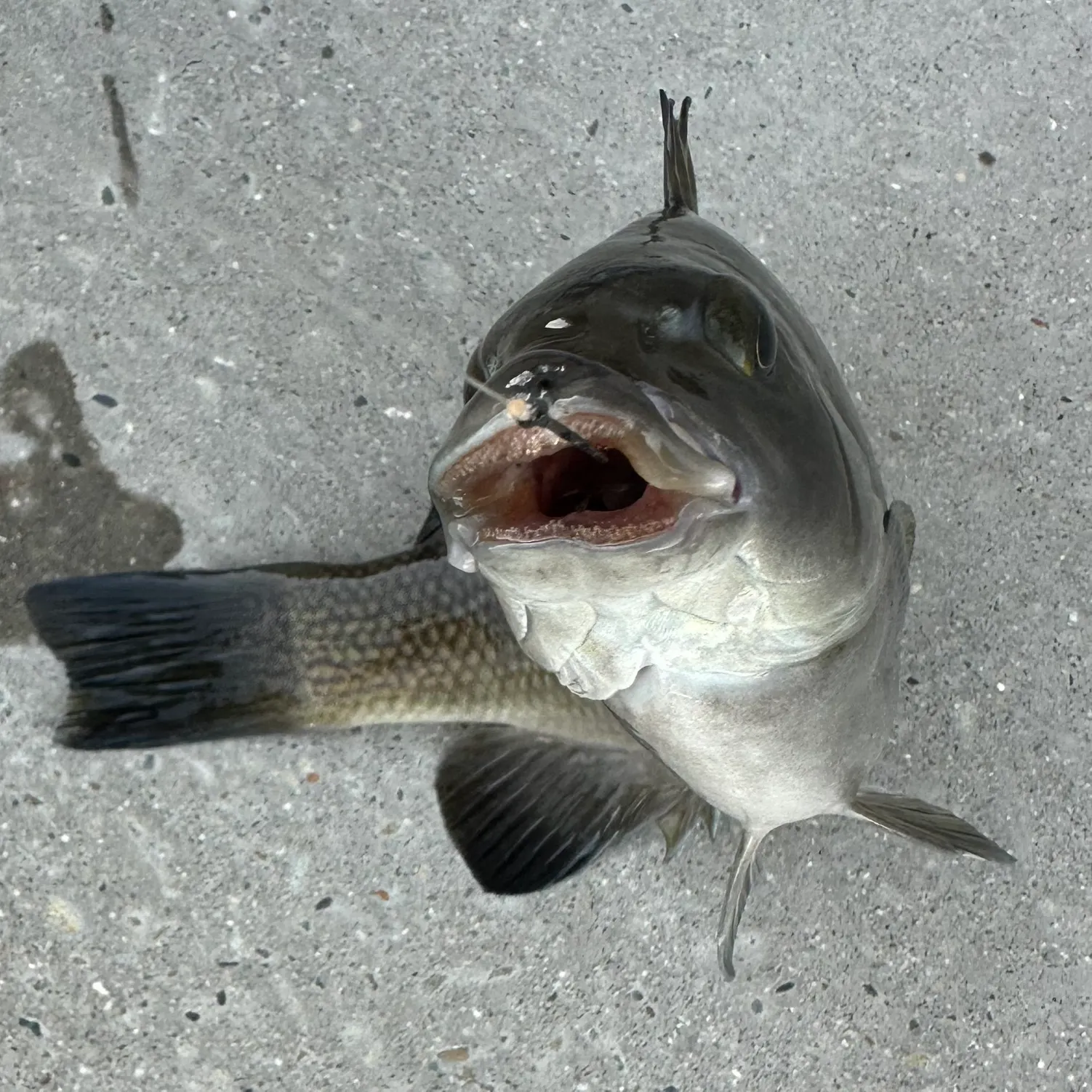 The most recent Opaleye catches on Fishbrain