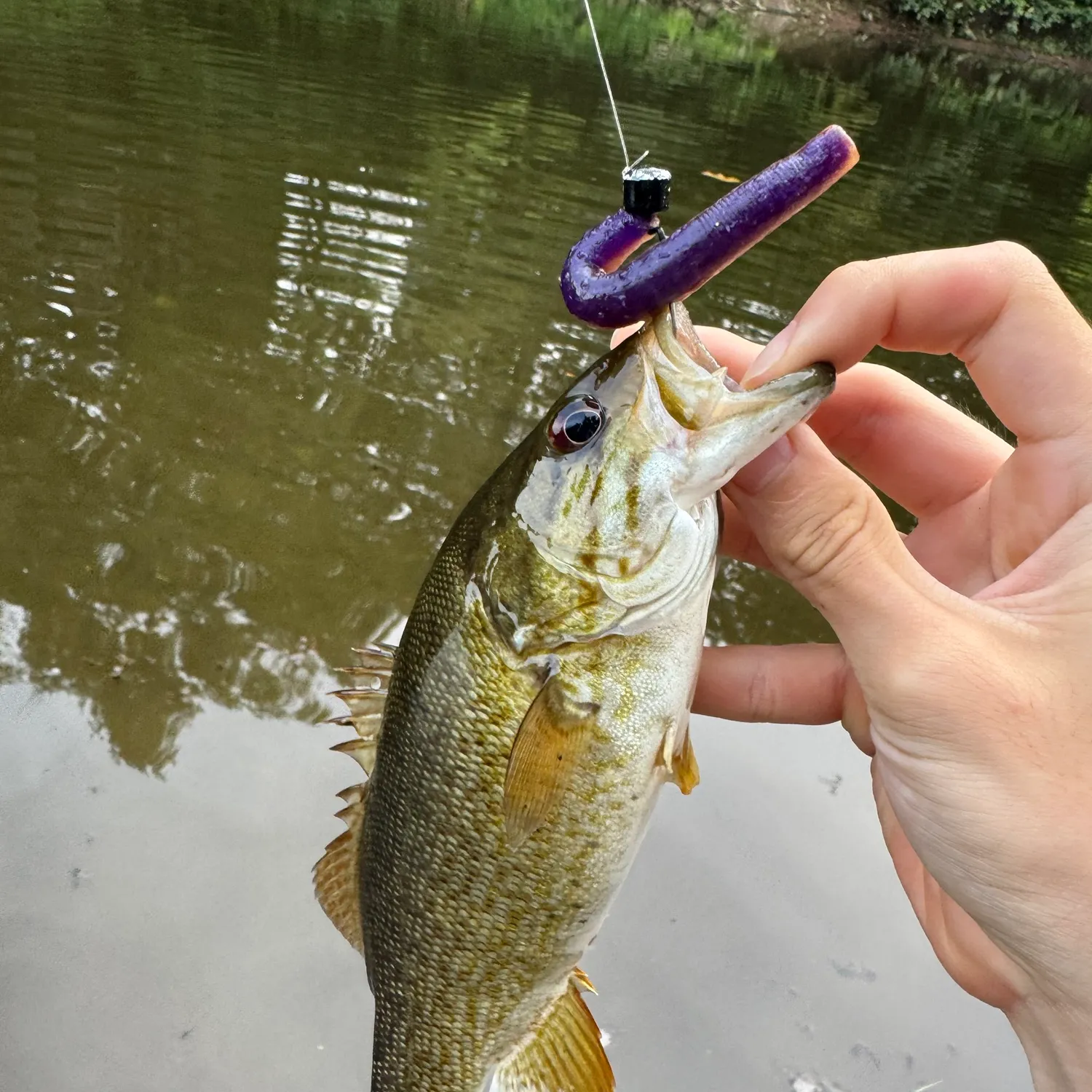 Smallmouth bass caught on Fishbrain