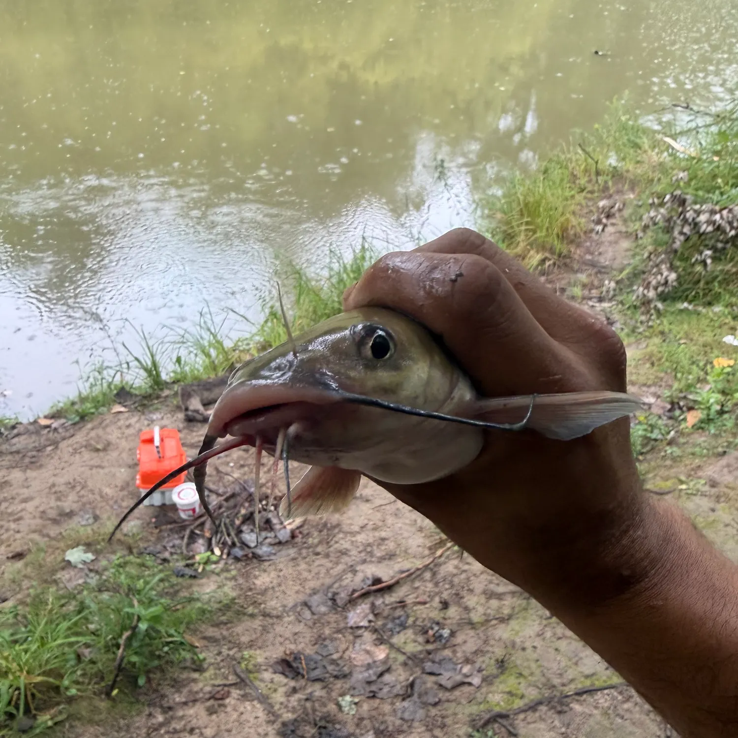 Channel catfish caught on Fishbrain