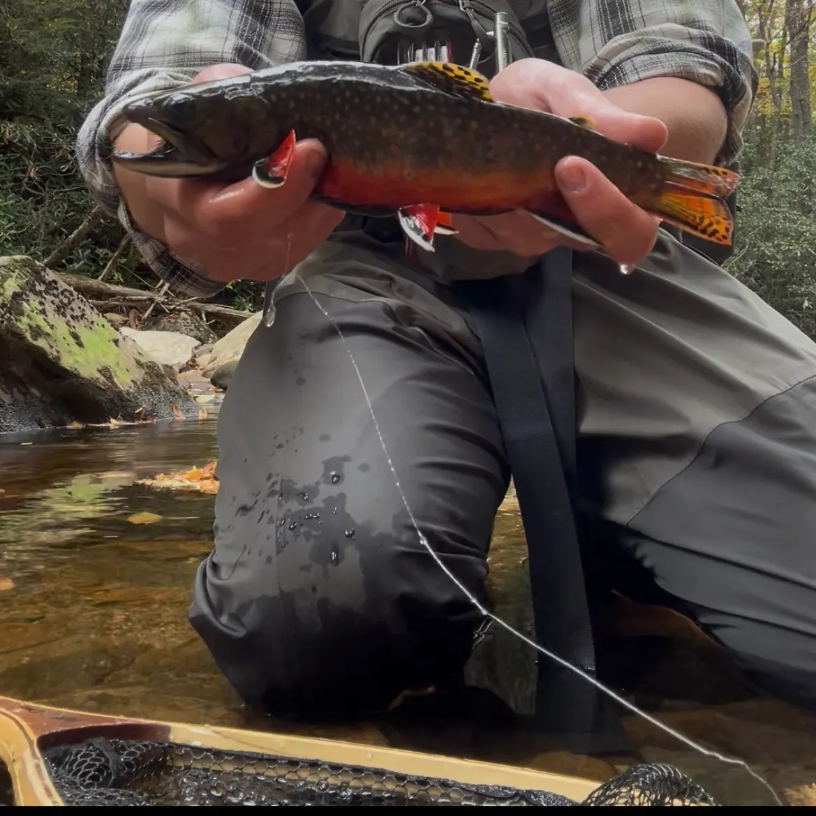 Brook trout caught on Fishbrain