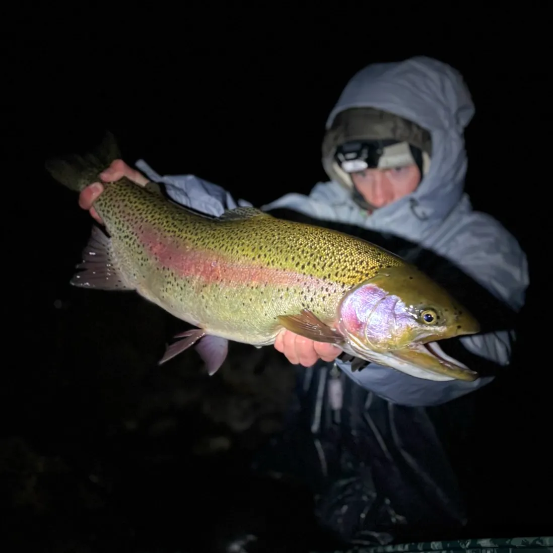 Rainbow trout caught on Fishbrain