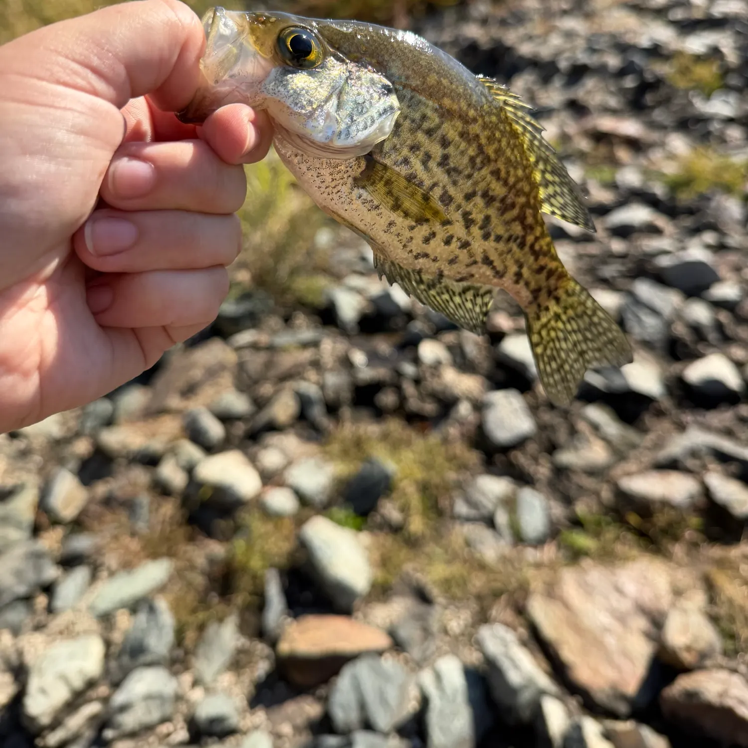Black crappie caught on Fishbrain