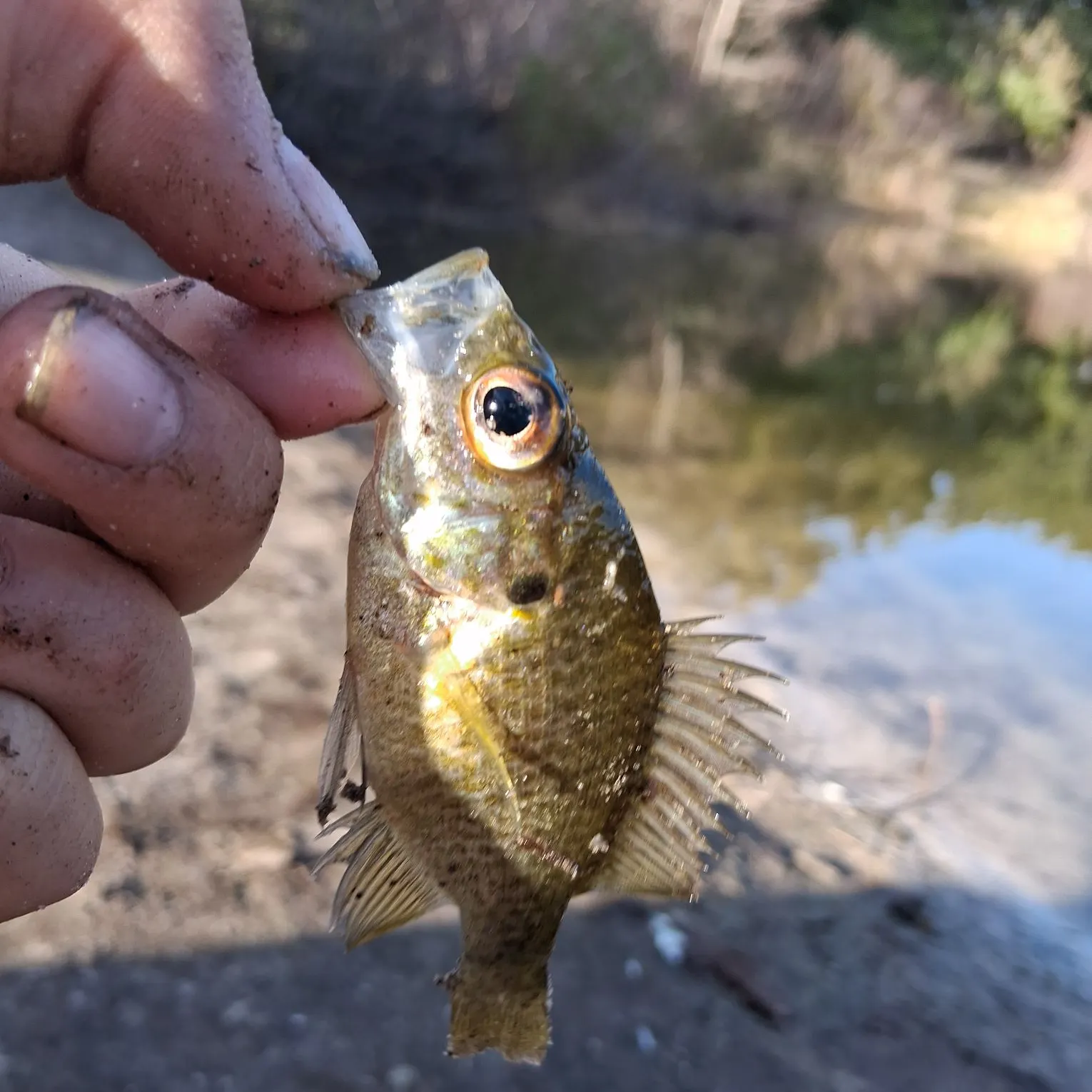 The most recent Wargill hybrid catches on Fishbrain